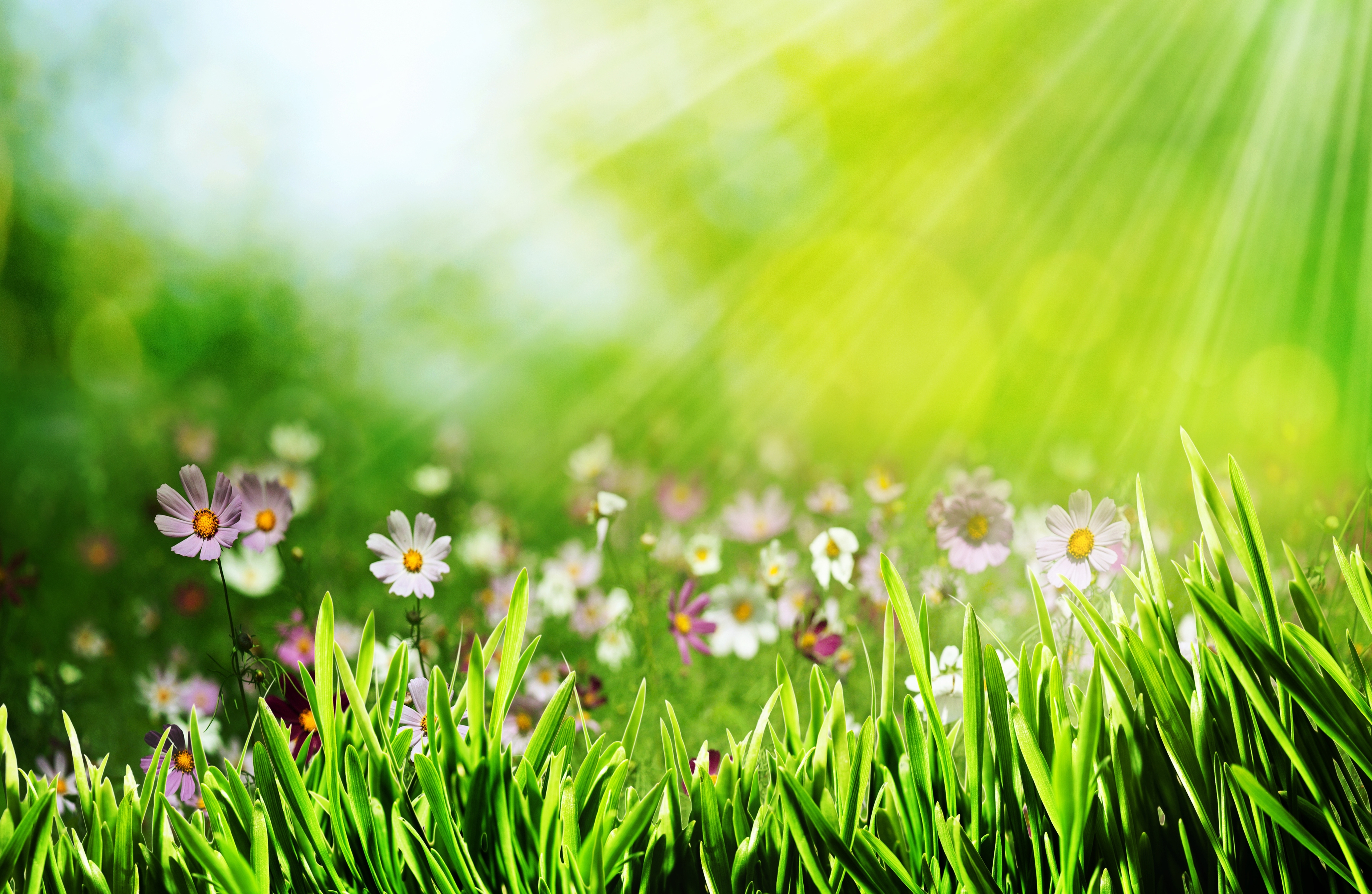 Травка с цветочками. Трава цветы. Летний фон. Солнечная Поляна с цветами. Зеленая трава с цветами.