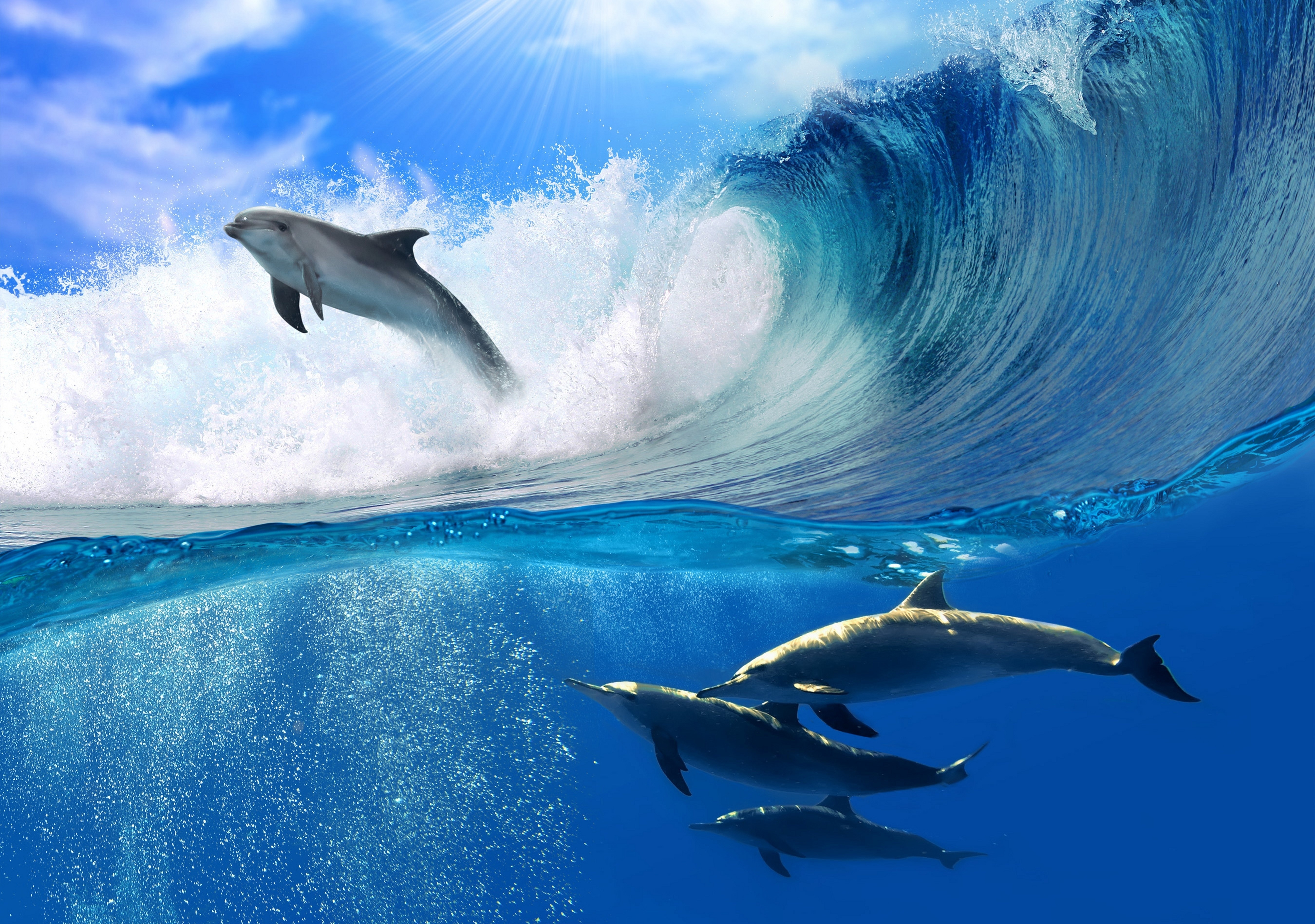 Живое море на телефон. Красивое море. Дельфины в море. Морские картинки на рабочий стол. Дельфин в море.