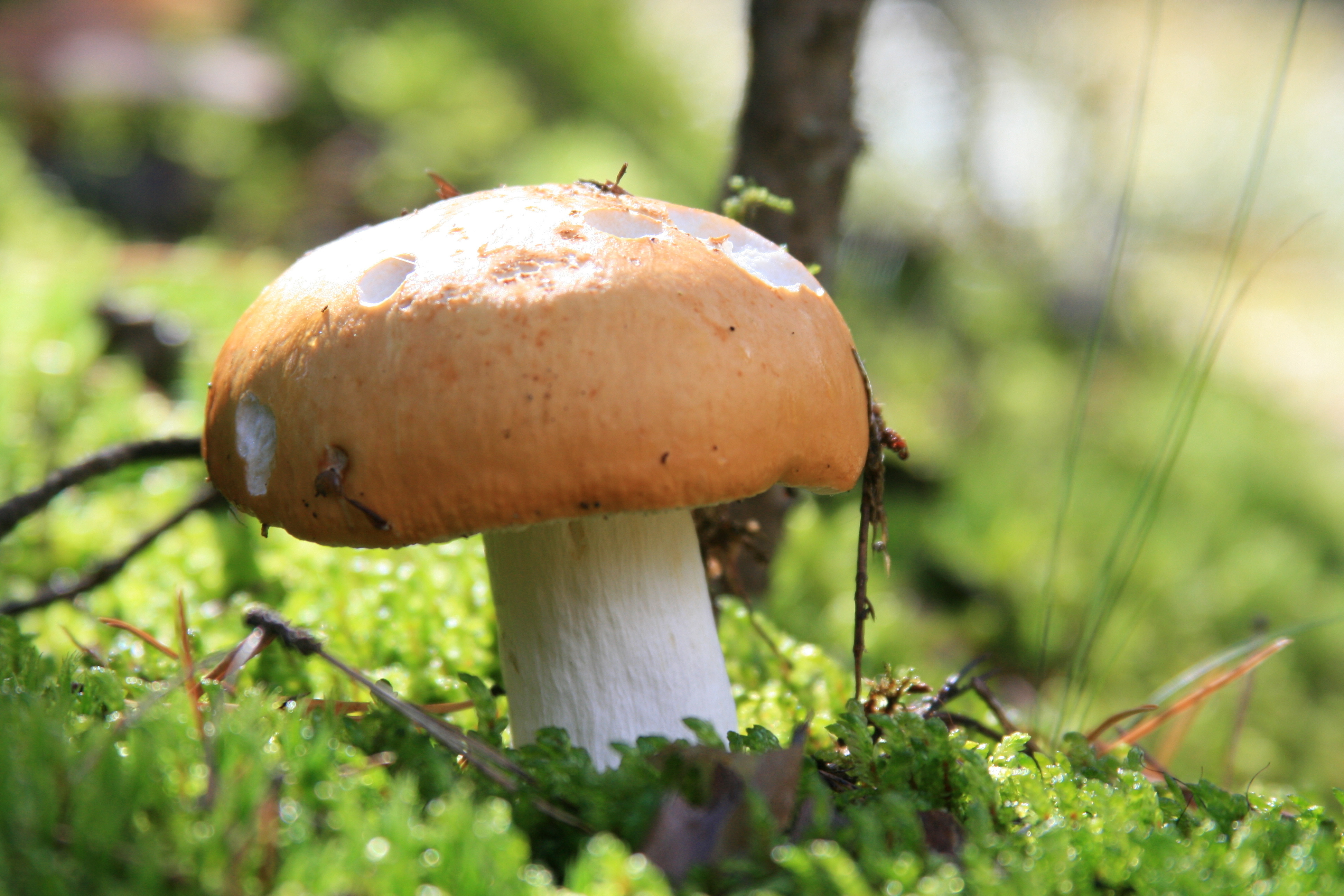 Пшеничный гриб. Грибы в лесу. Живая природа грибы. Белый гриб. Обои на рабочий стол грибы.