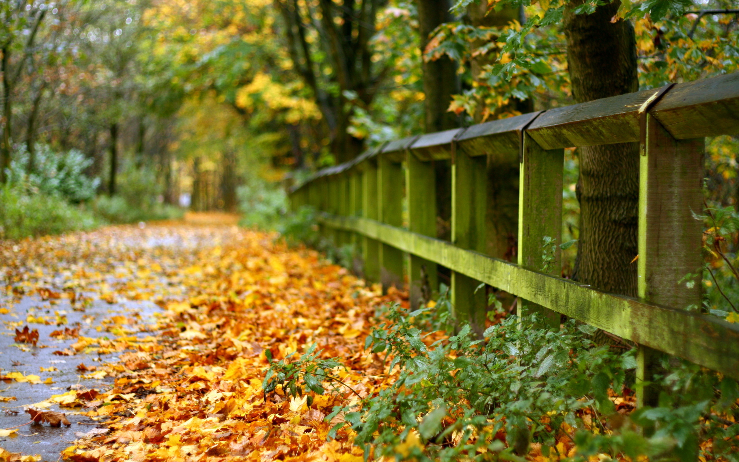 Fall отзывы. Красивая осень. Осень фото. Осенние обои. Картинки на рабочий стол осень.