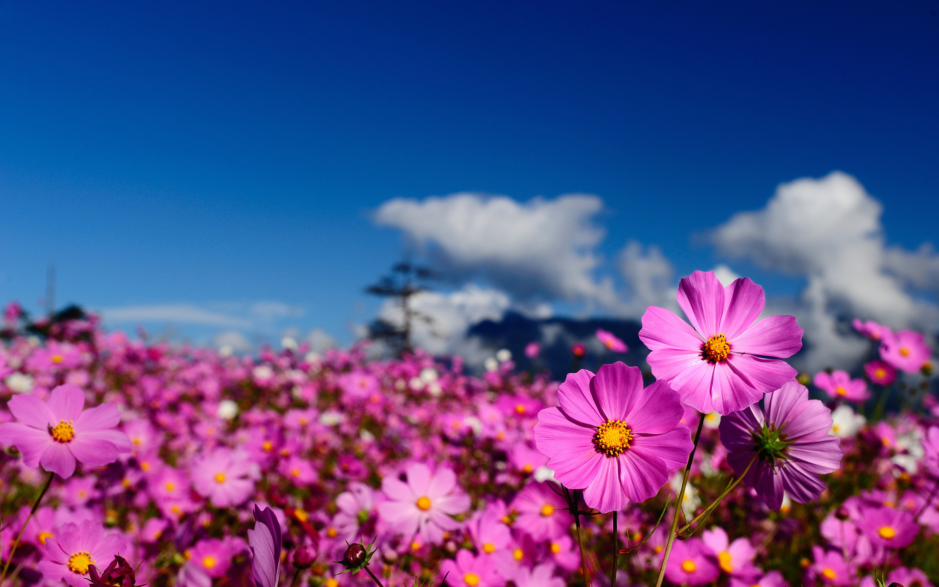 Flower nature. Космея поле. Летние цветы. Яркие цветы. Цветы и небо.
