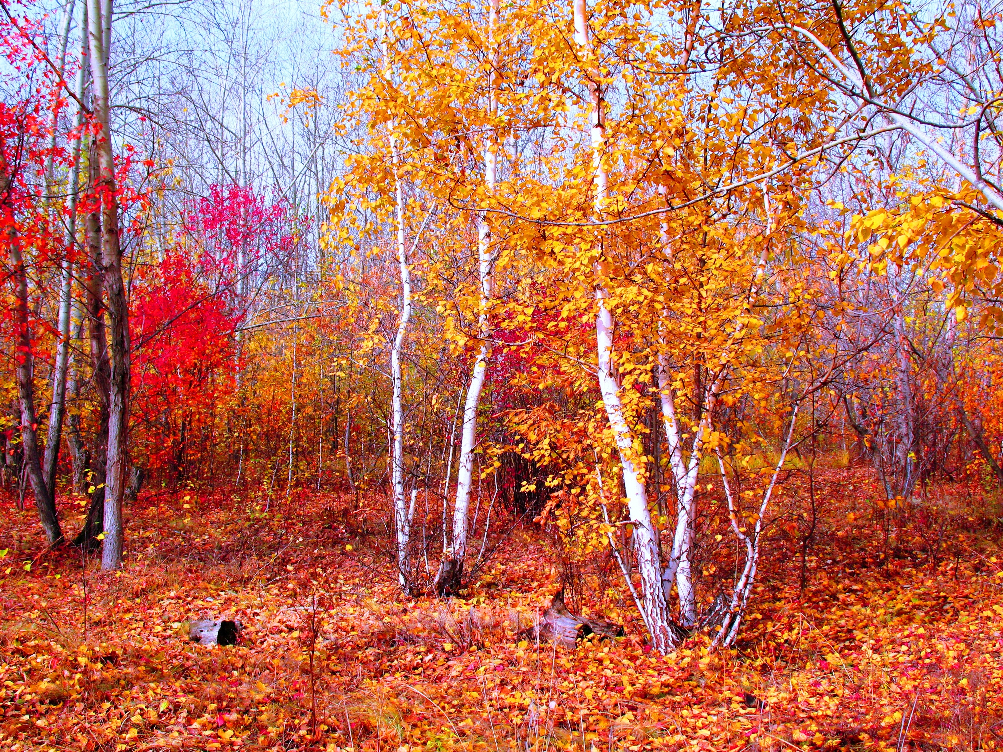 Багряный сентябрь. Осенний лес. Золотая осень. Осенний лес листопад.