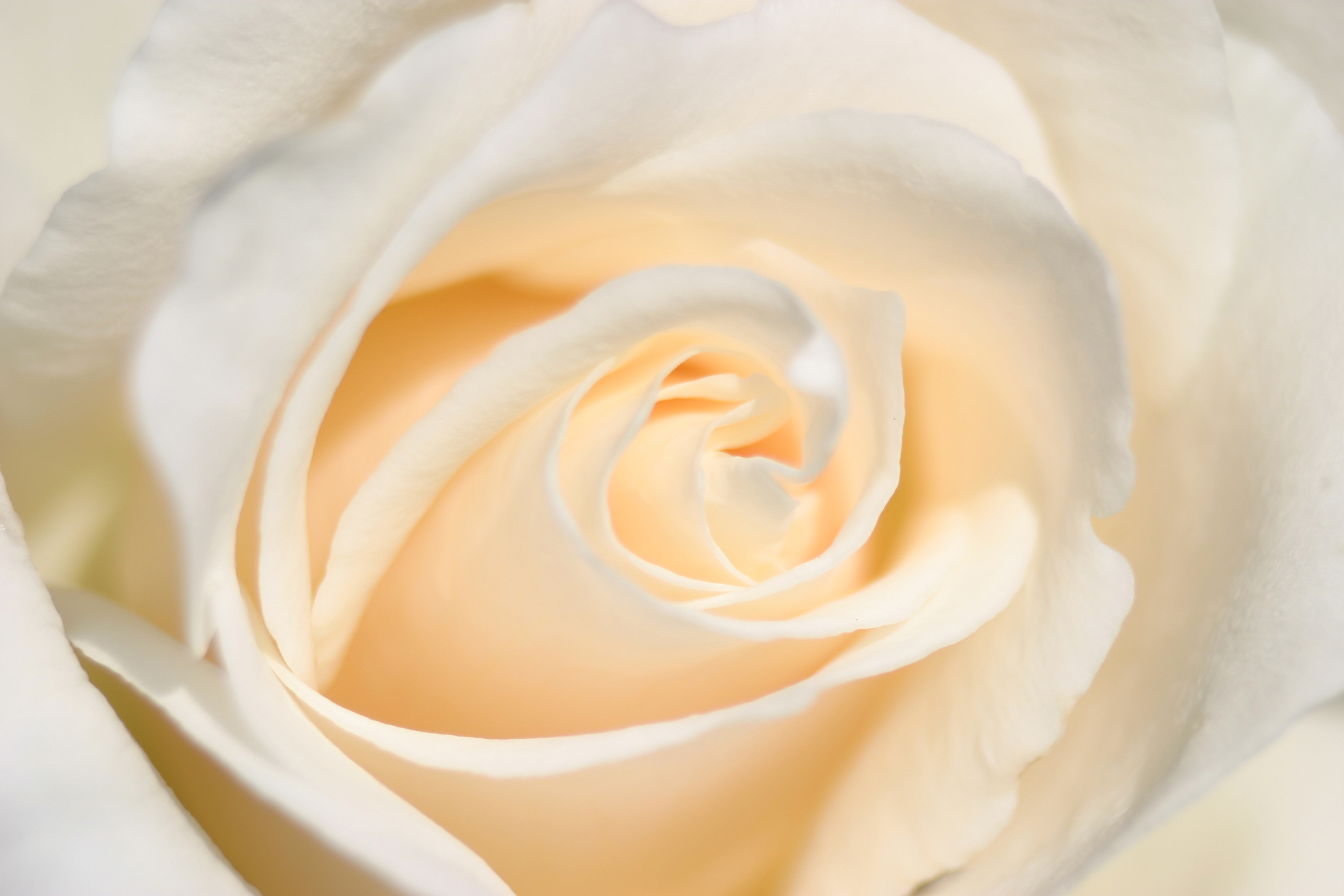 Белые розы оттенки. Бежевые цветы. Светлые обои. Бежевые розы. Бежево-розовые цветы.