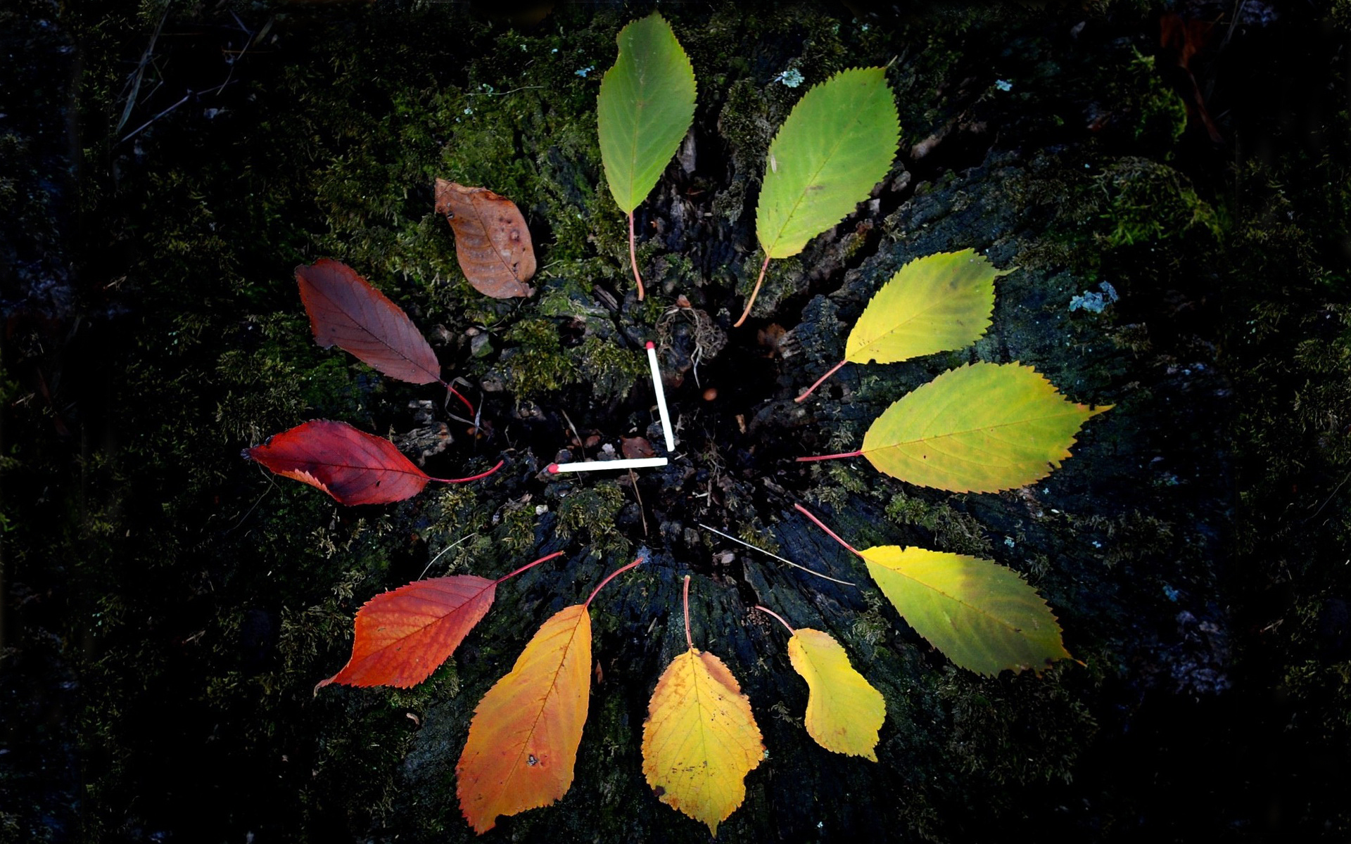 Группа листья времени. Листья на земле. Светящиеся листья. Неоновые листья. Осенние листья на темном фоне.