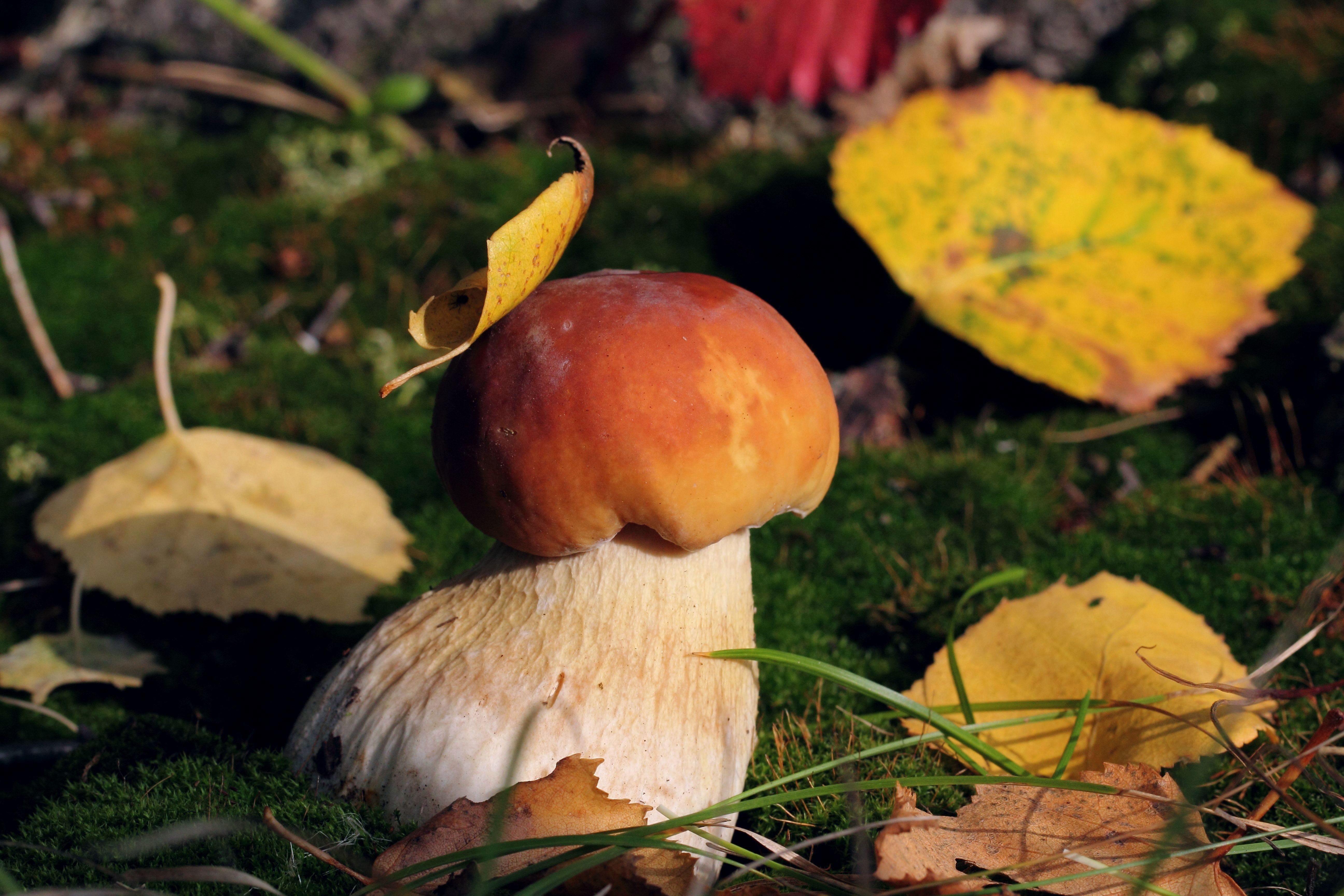 Лето грибами осень плодами. Боровик. Гриб Боровик осень. Осень грибы. Белый гриб.
