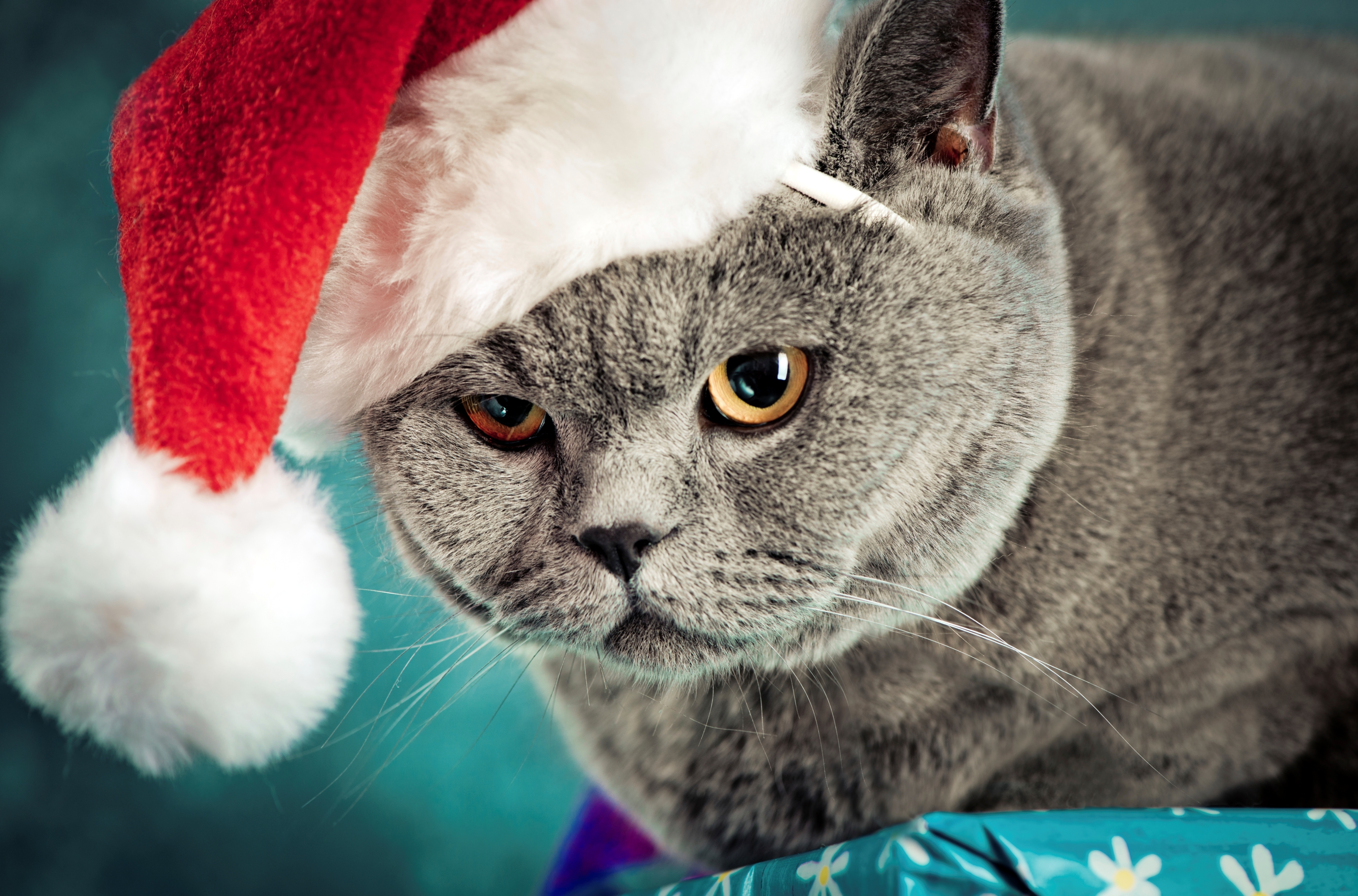 Новые бесплатные приколы. Новогодние коты. Котик в новогодней шапочке. Кот в новогоднем колпаке. Коты в новогодних шапках.