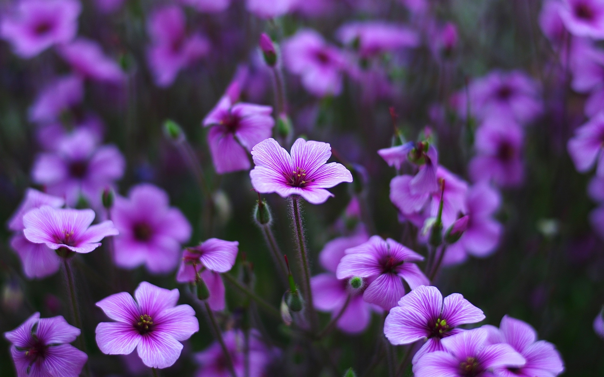 Обои grass, nature, фиалки, природа, травы, цветы, flowers, violet на рабоч...