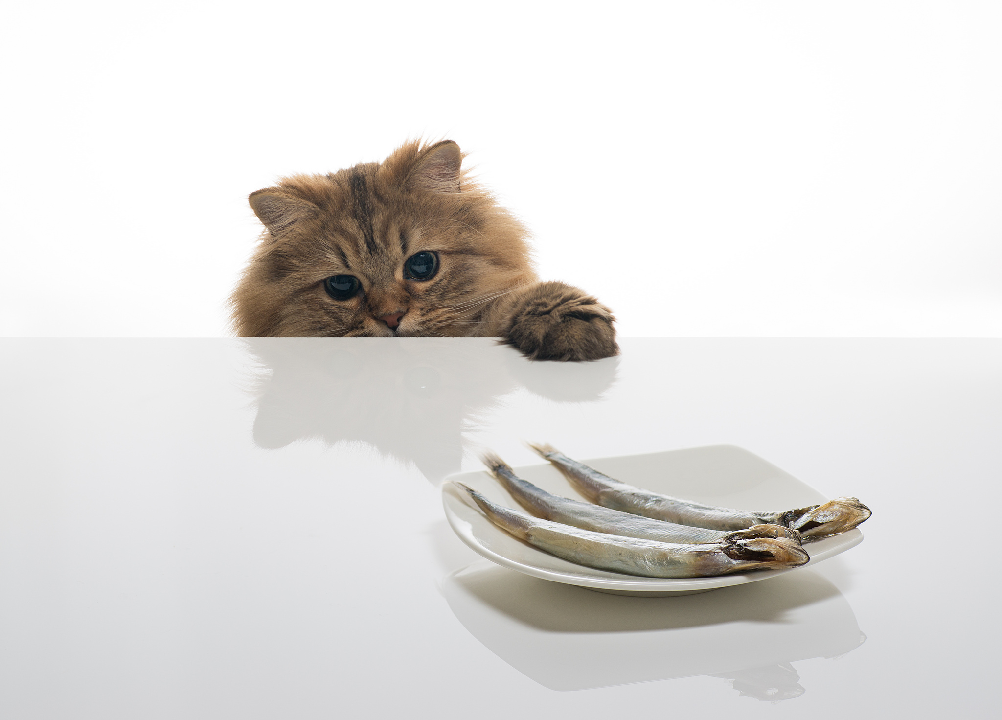 Минтай коту. Кошка на столе. Котенок на столе. Голодный кот. Котенок за столом.
