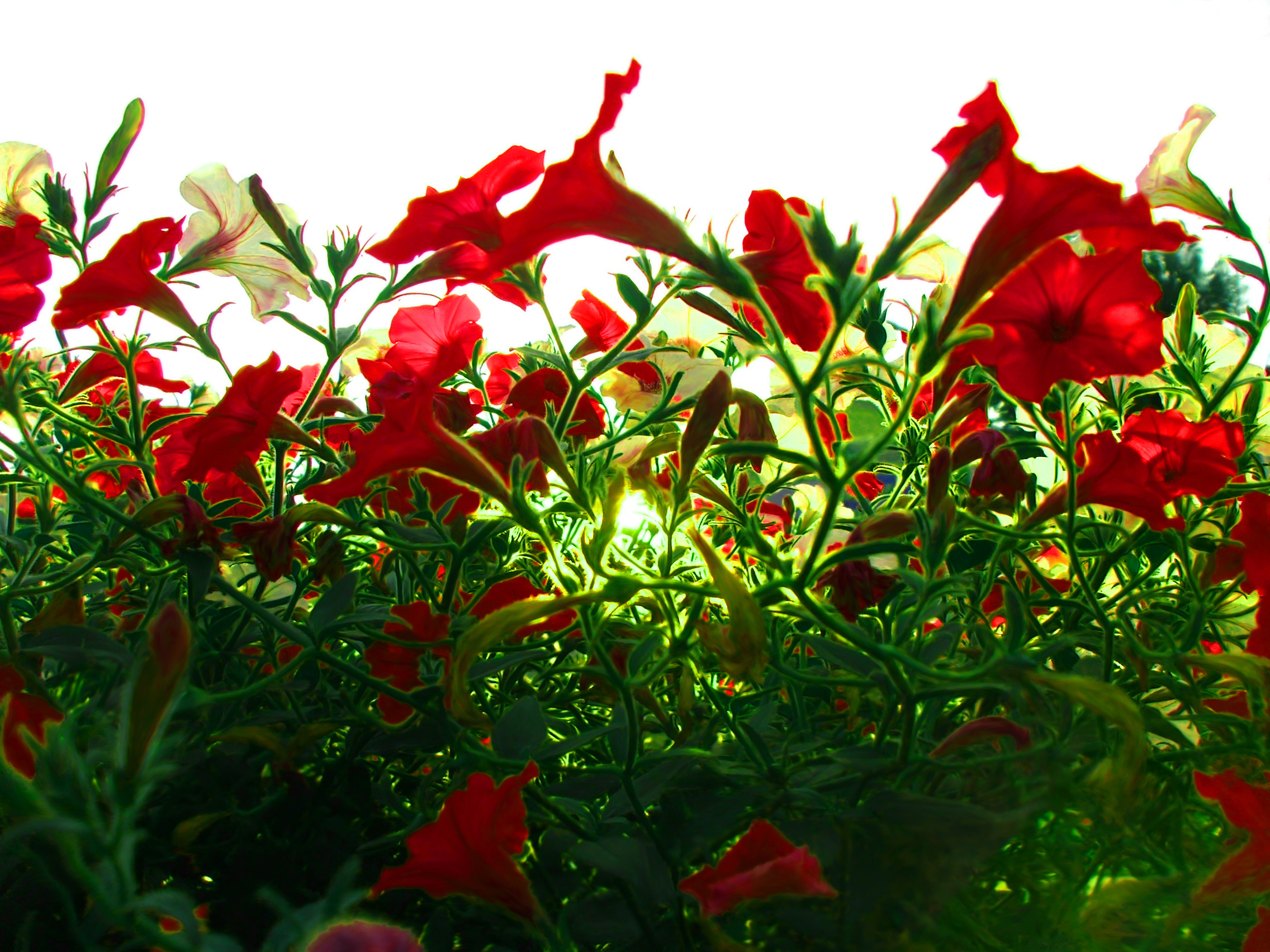 Flower shining. Калихобрия цветы. Красный цветок. Ярко красные цветы. Мелкие красные цветы.