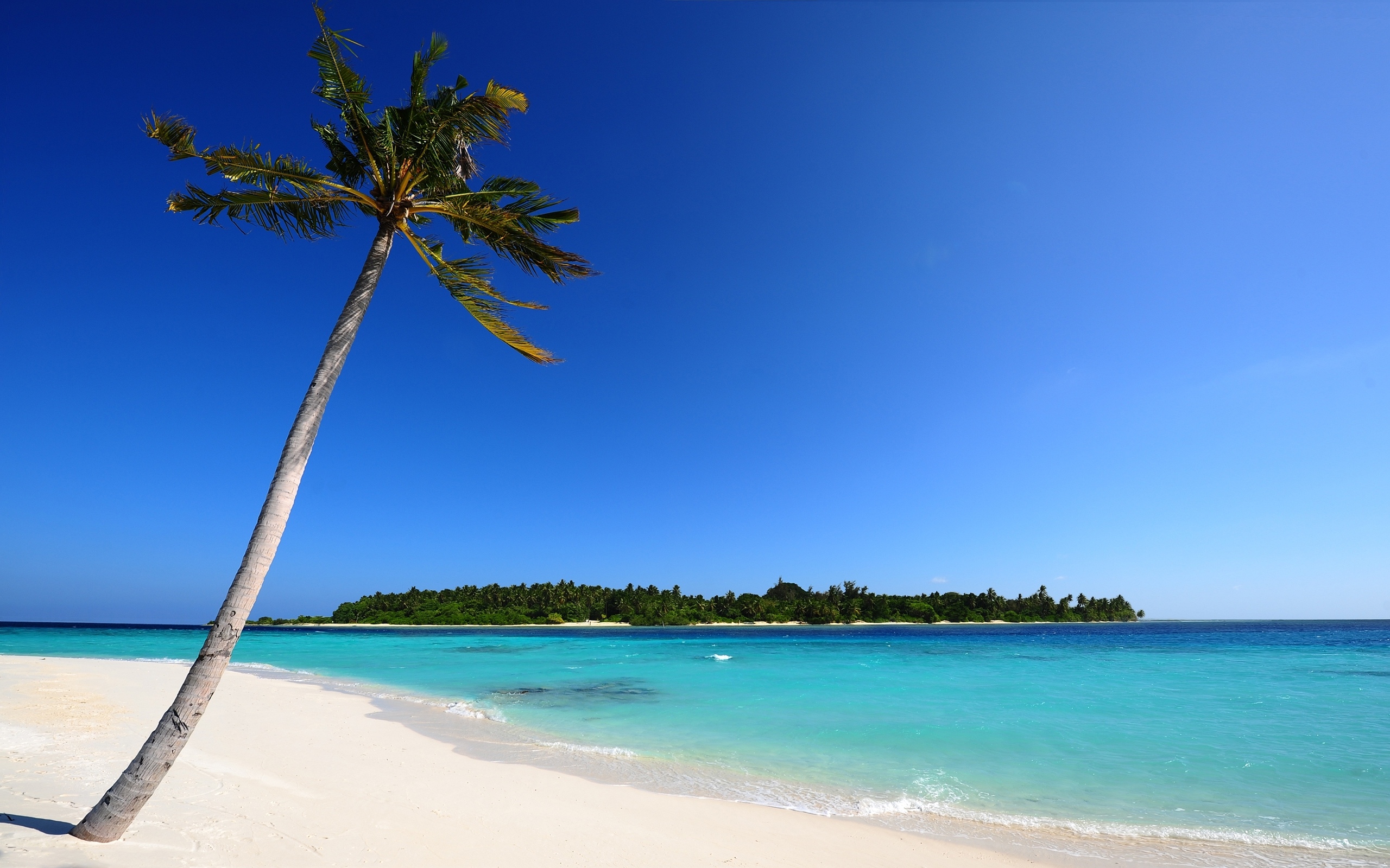 Обои песок, море, пальма, остров, Мальдивы, пальмы, пляж на рабочий стол