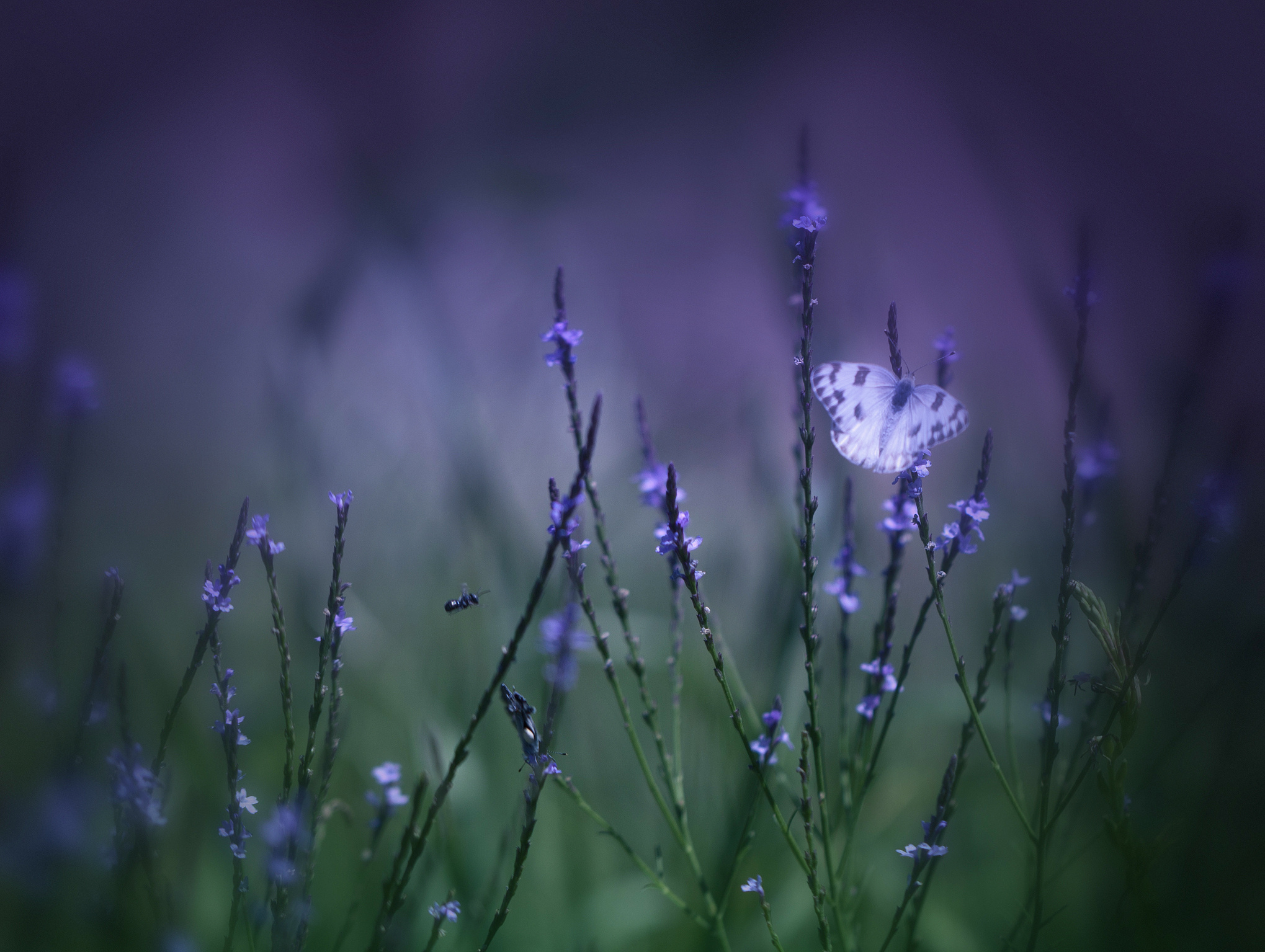 Роса на траве вечером. Нежные полевые цветы в росе. Фиолетовые полевые цветы. Сиреневые цветы. Сиреневые цветы полевые.