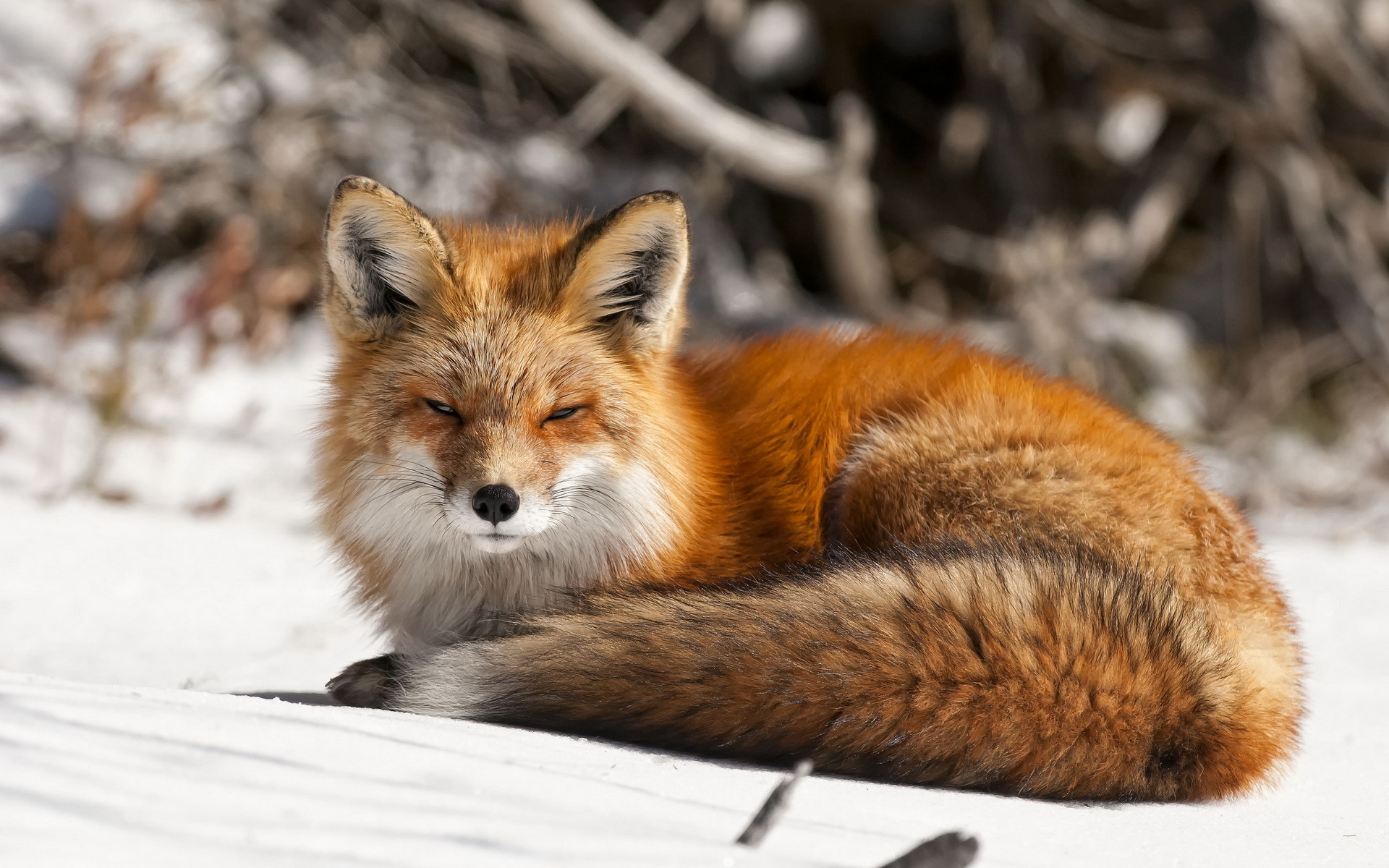 P fox. Лиса. Рыжая лиса. Лиса обои. Лиса зима.