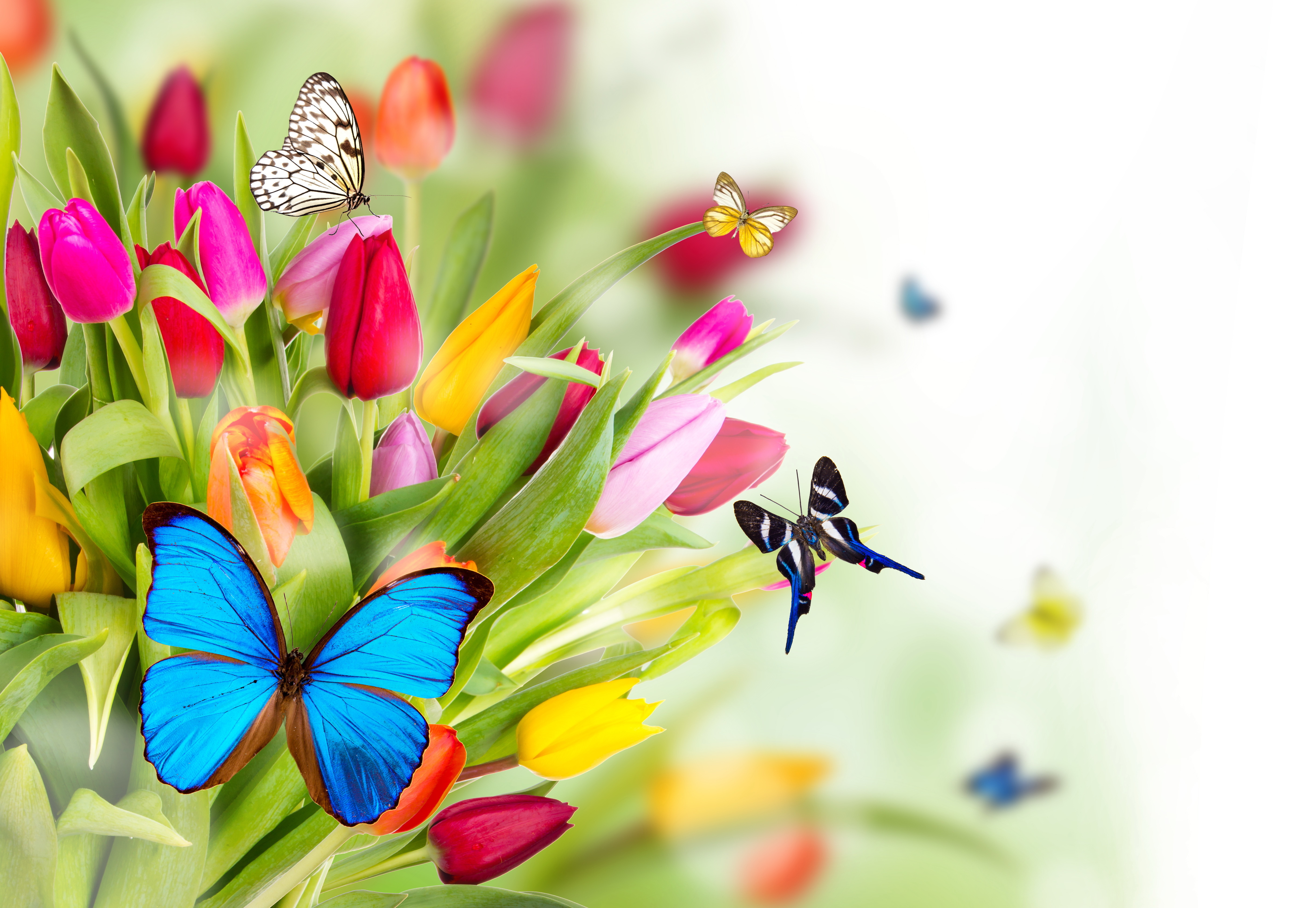 С днем рождения женщине весной открытки. Яркие цветы. Весенние цветы. Красивые весенние цветы.