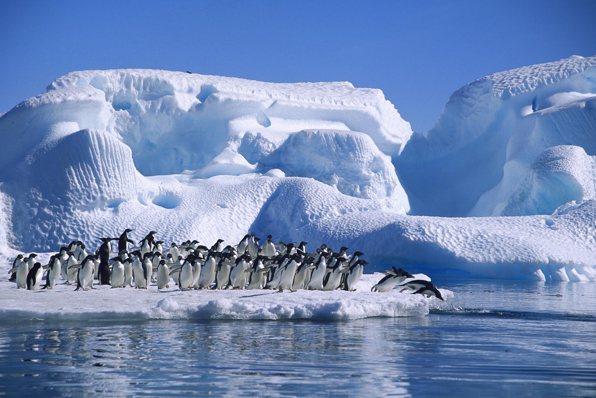 Крупнейшее антарктическое. Антарктида. Антарктида (материк) айсберги. Антарктида материк пингвины. Арктика Антарктика Антарктида.