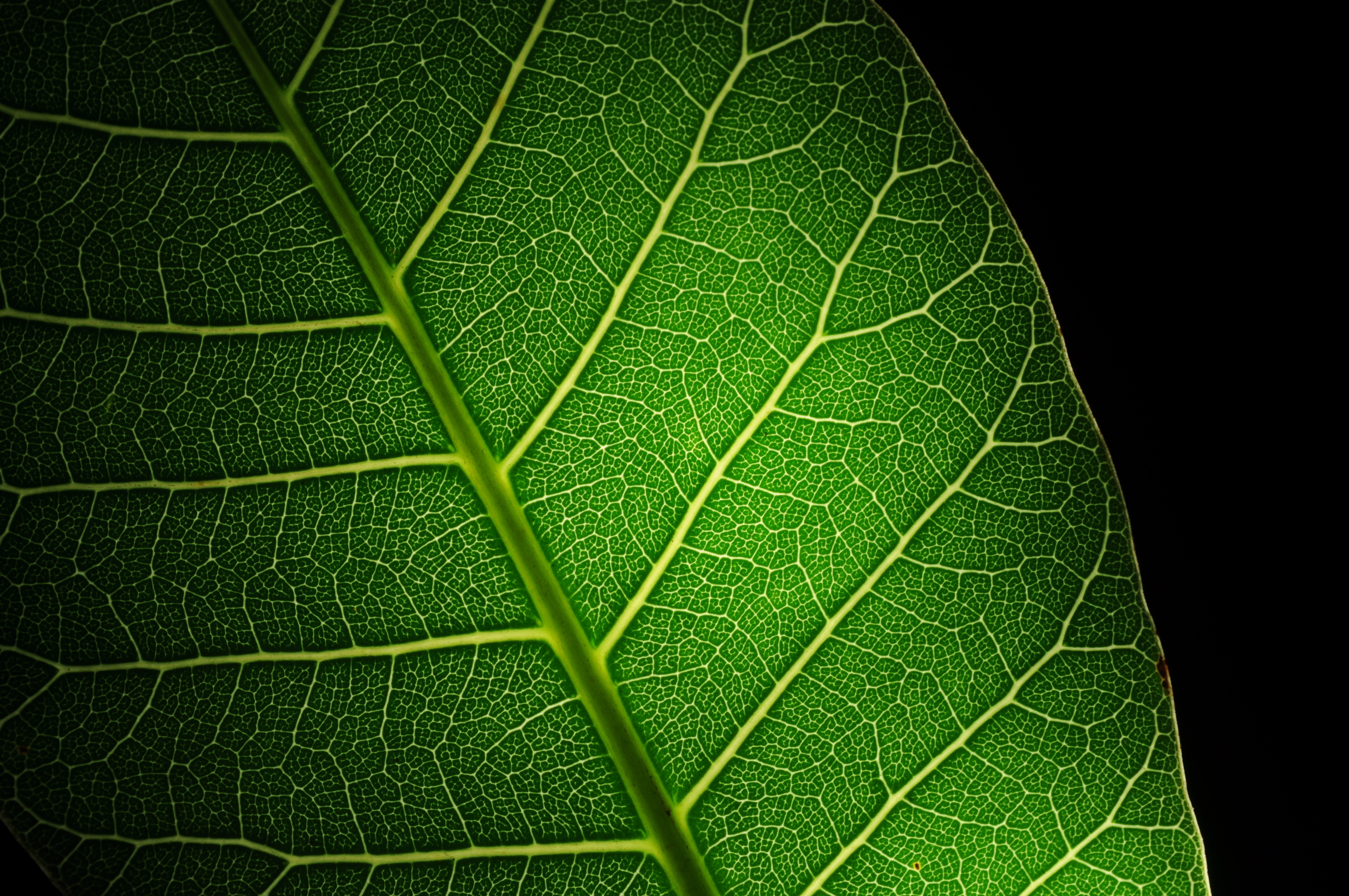 Leaf. Зеленый лист. Листья растений. Лист макро. Лист с прожилками.