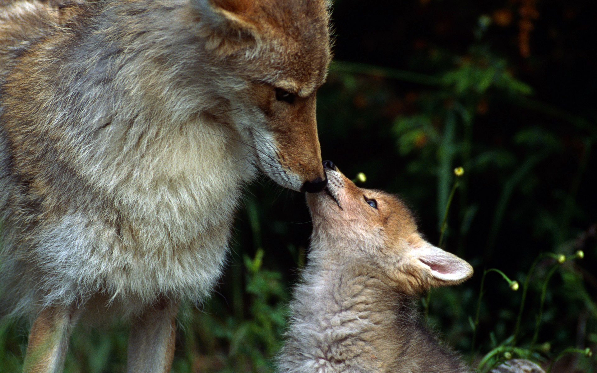 Какие отношения складываются между лисой и зайцем. Лиса. Волк и лиса. Лиса с лисятами. Лисенок и Волчонок.