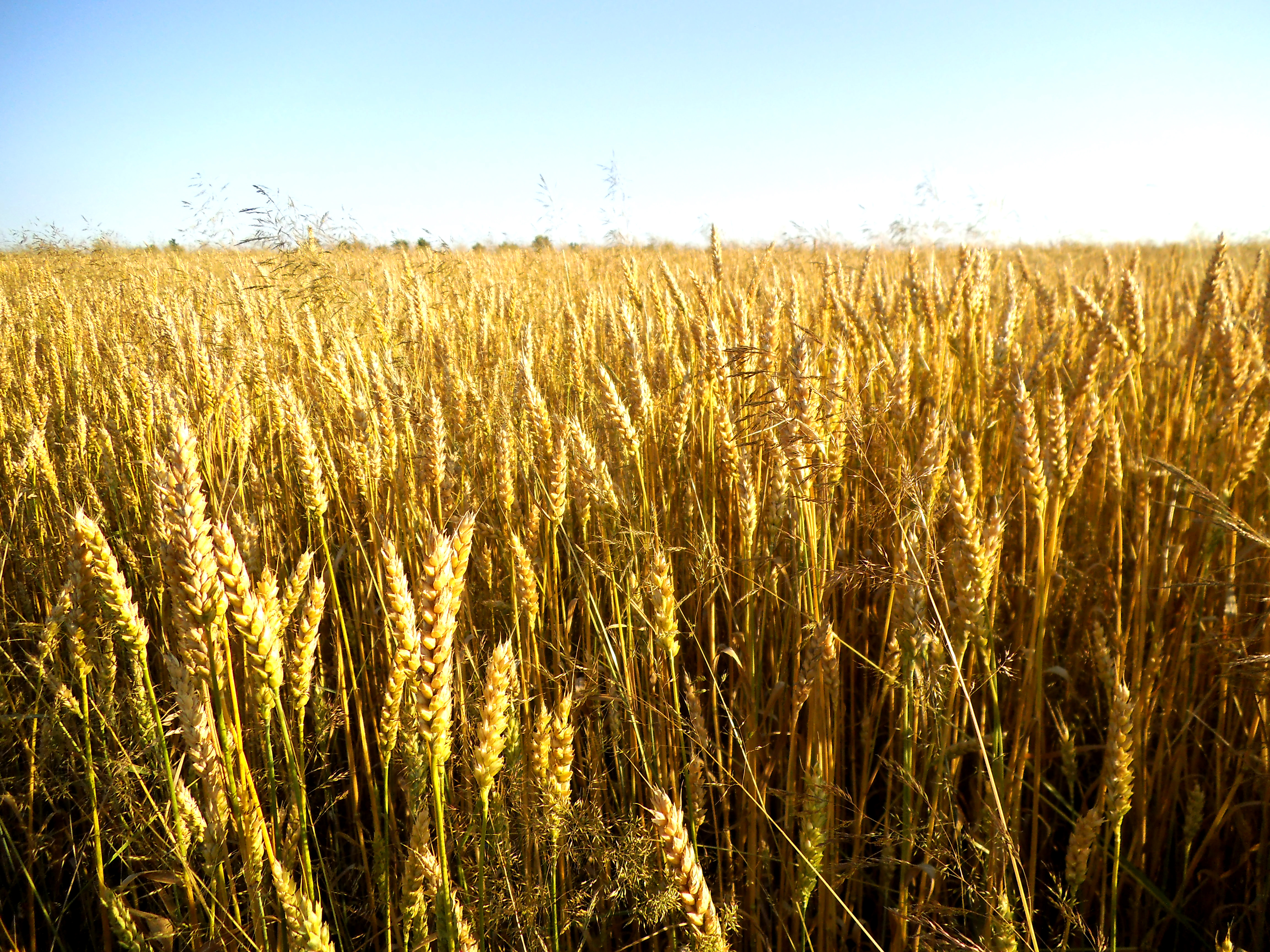 Пшеничные культуры. Поле пшена. Пшеничное поле. Пшеница растет. Хлебные зерновые культуры.