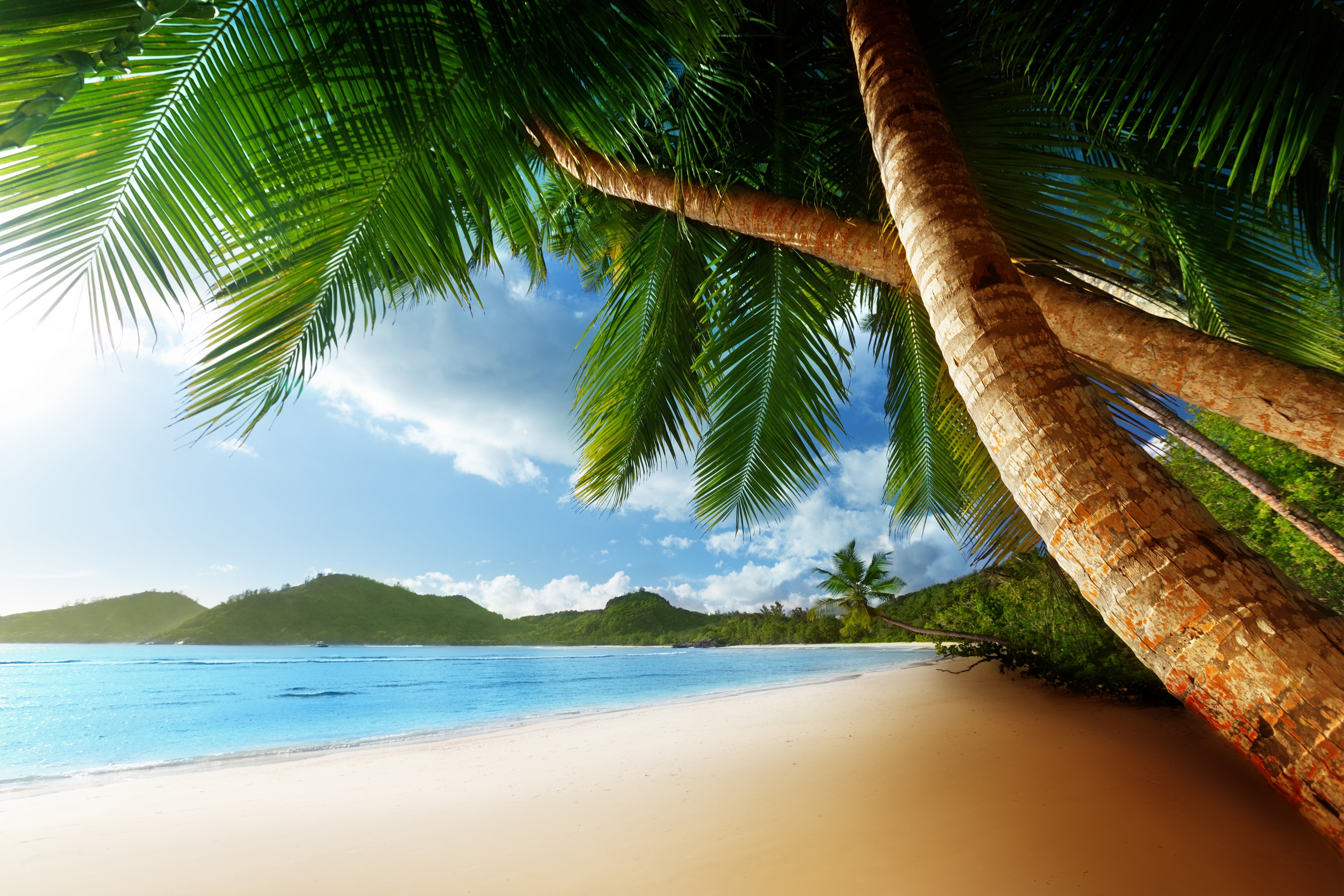 Beach tree. Море пляж. Море пальмы. Пальмы песок. Пляж с пальмами.