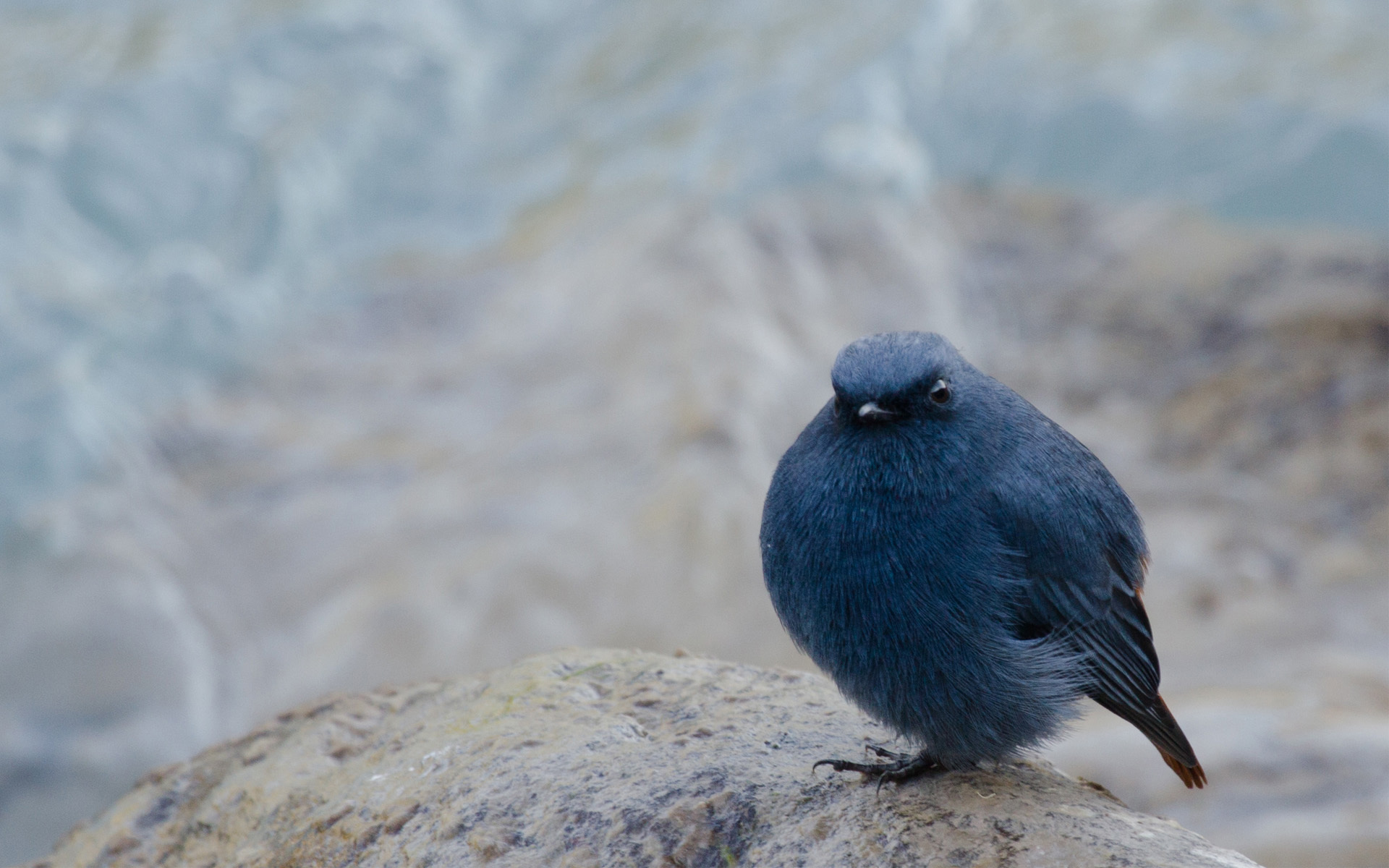 Stone birds. Птица сидит. Птичка сидит на Камне. Птица сидит вид сверху. Птица на фоне камней.