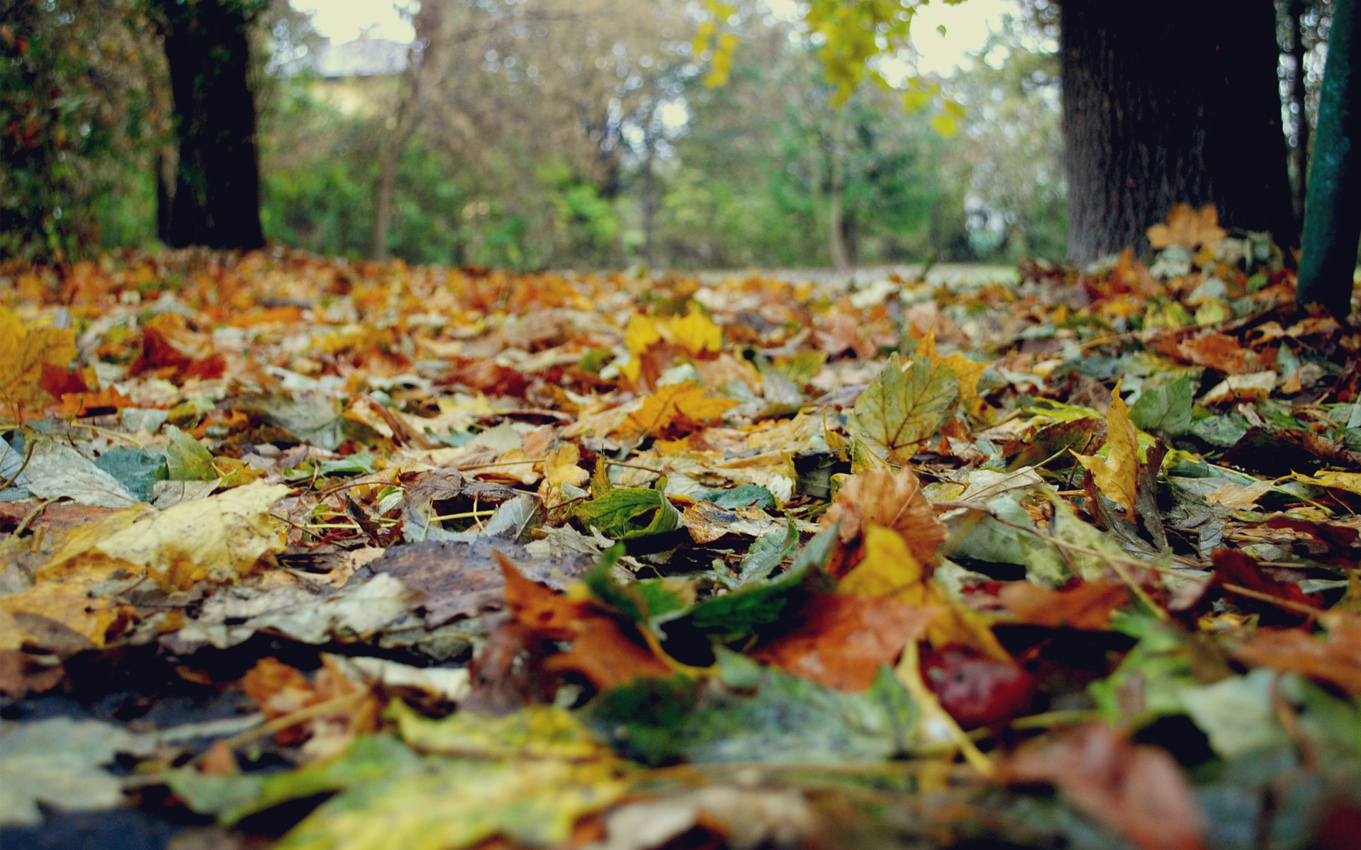 Опавшие листья терпеливо. Осенние листья в парке. Опавшие листья. Опавшая листва. Желтые листья в парке.