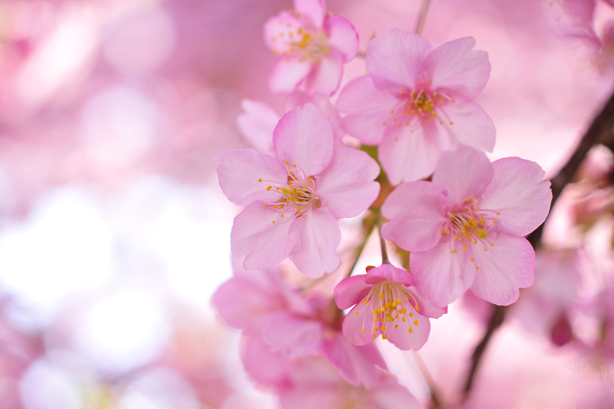 Весенние заставки на телефон красивые бесплатные. Цветы Сакуры. Розовые цветы. Нежные весенние цветы. Нежные розовые цветы.