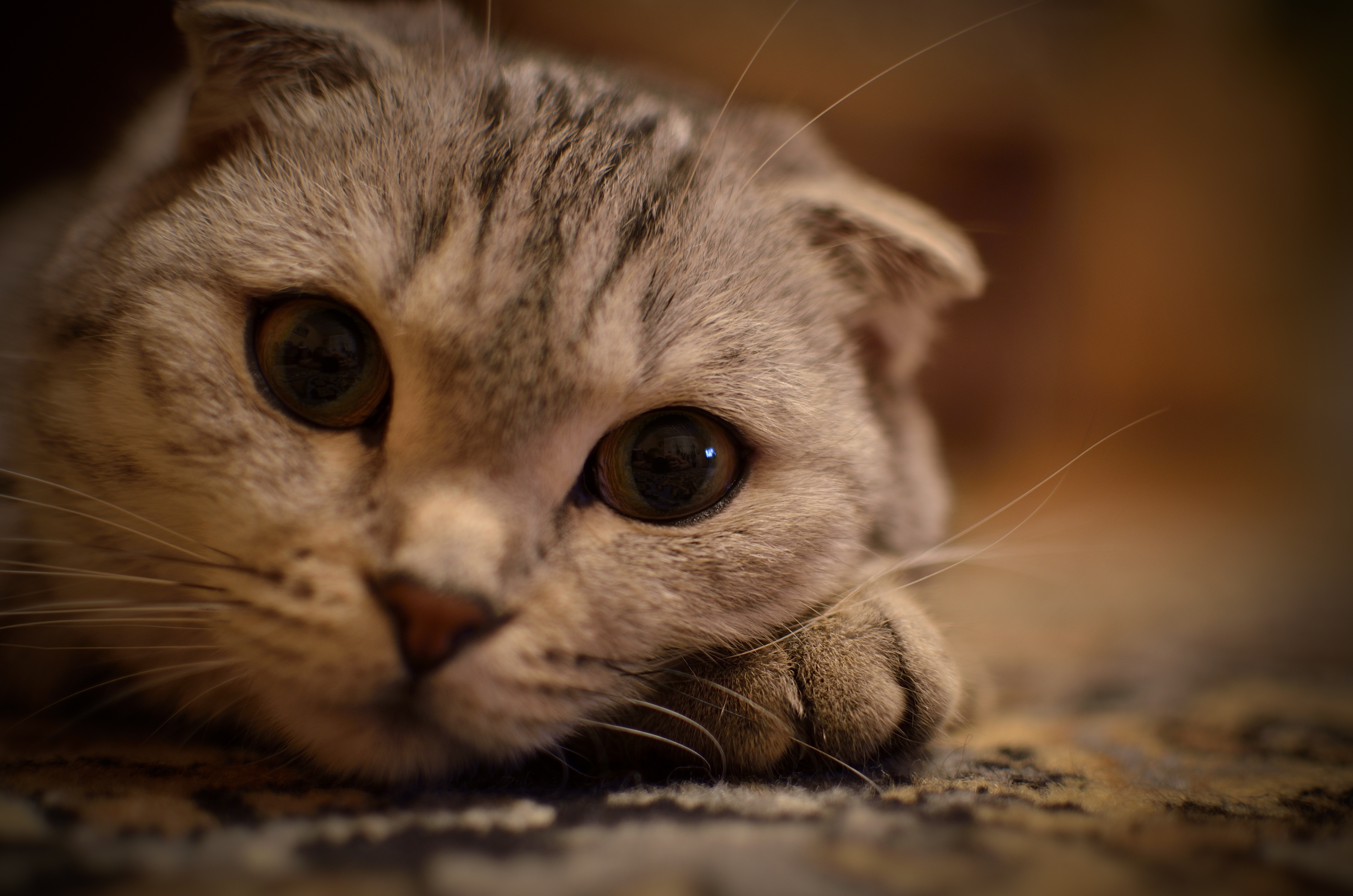 Лицо кисы. Шотландская вислоухая кошка. Кошка с карими глазами. Влюбленный взгляд кота. Милые котики.