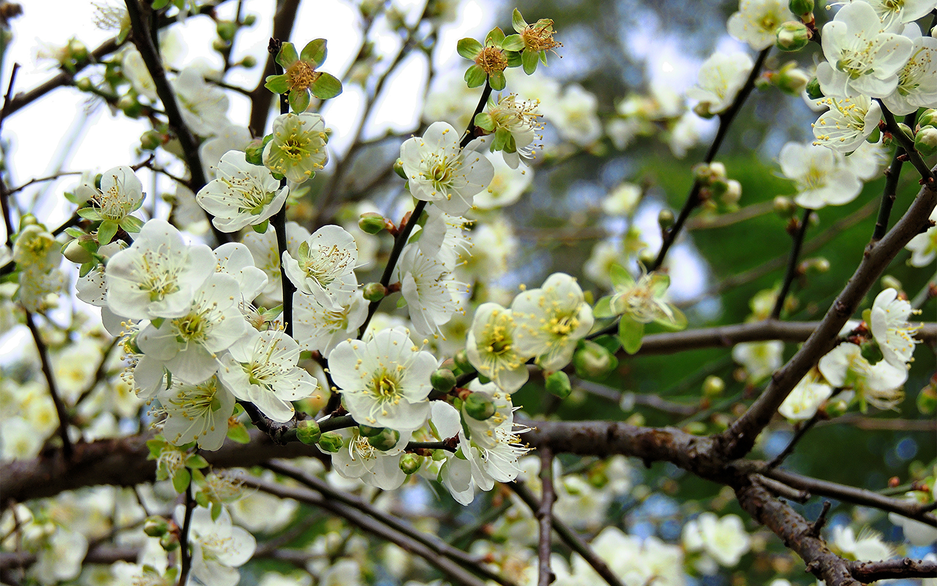 Дерево весной название цветет