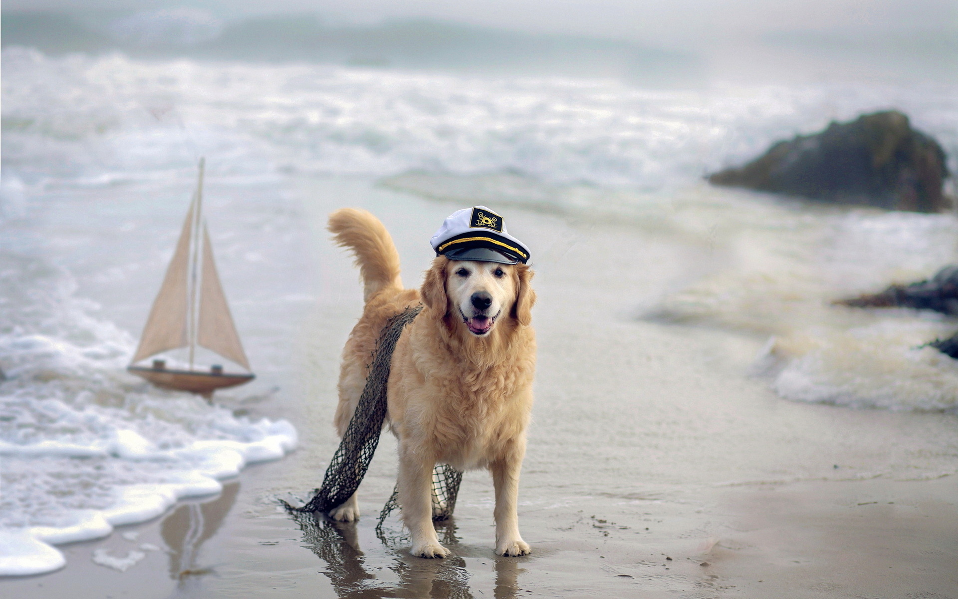 Морской пес. Собака на море. Собака на корабле. Собака моряк. Собака на фоне моря.