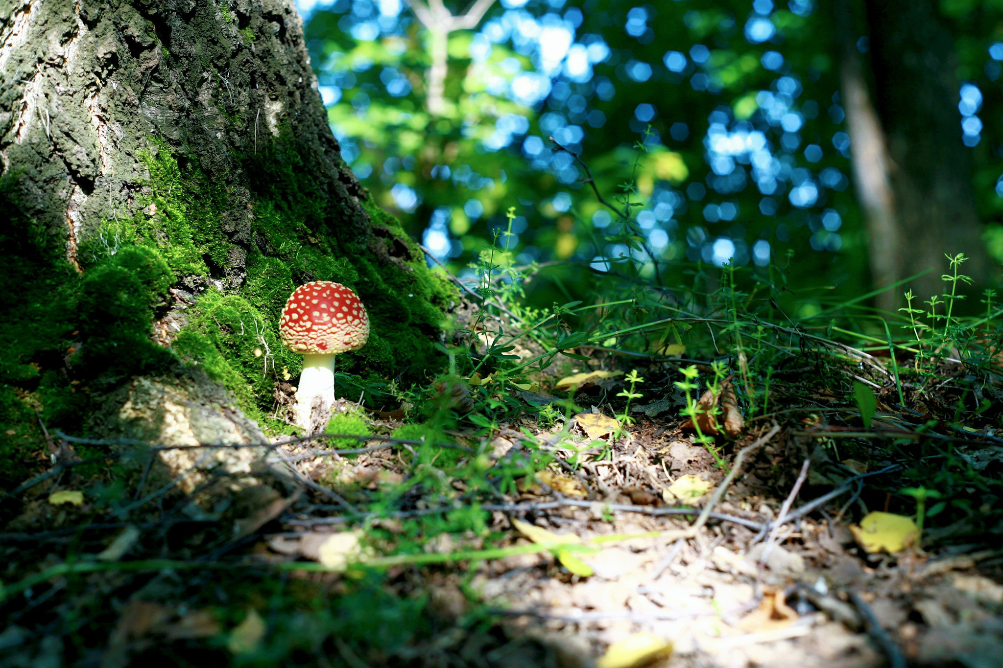 Мир природы грибы. Гриб мухомор. Грибы в лесу. Мухомор в лесу. Красивые грибы в лесу.