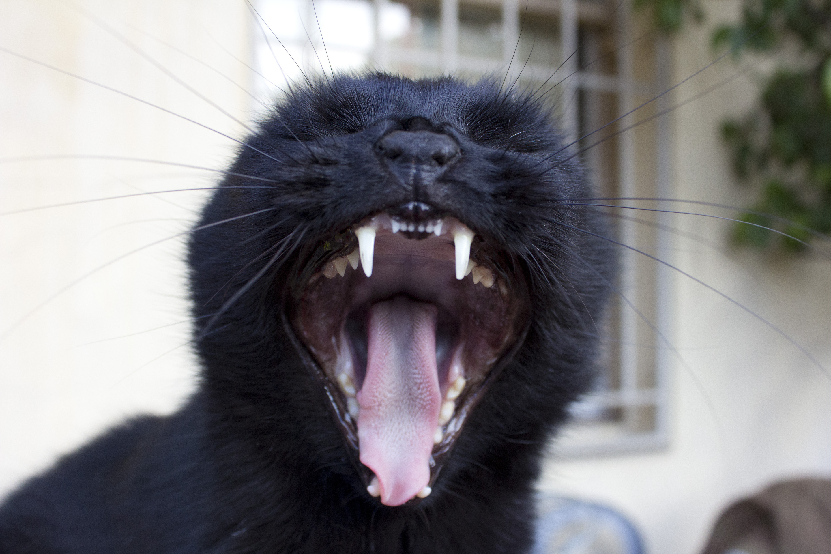 Открывай пасть. Черный кот зевает. Черный кот с открытым ртом. Кот с открытой пастью.