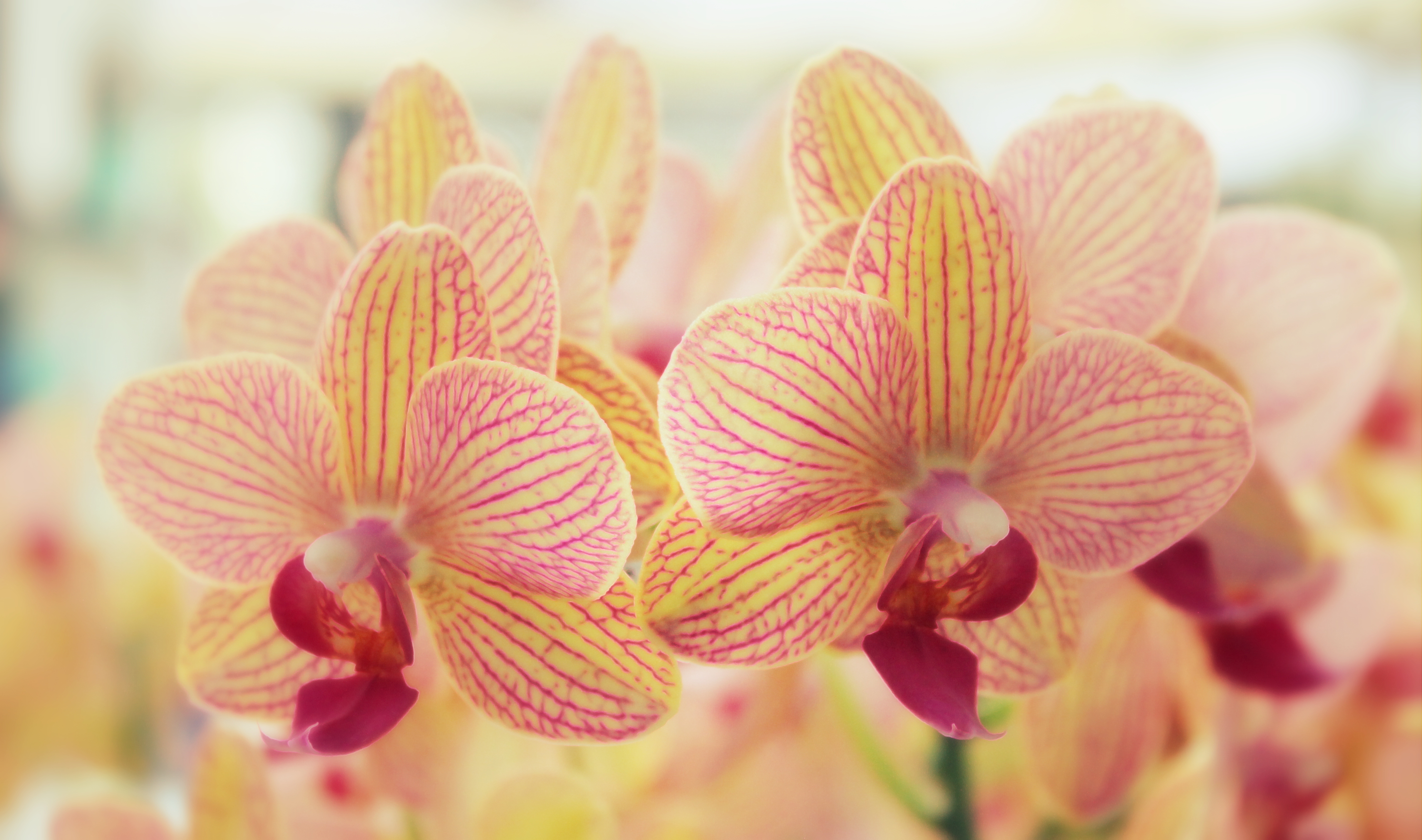 Обои цветы, орхидеи (картинки,заставки)