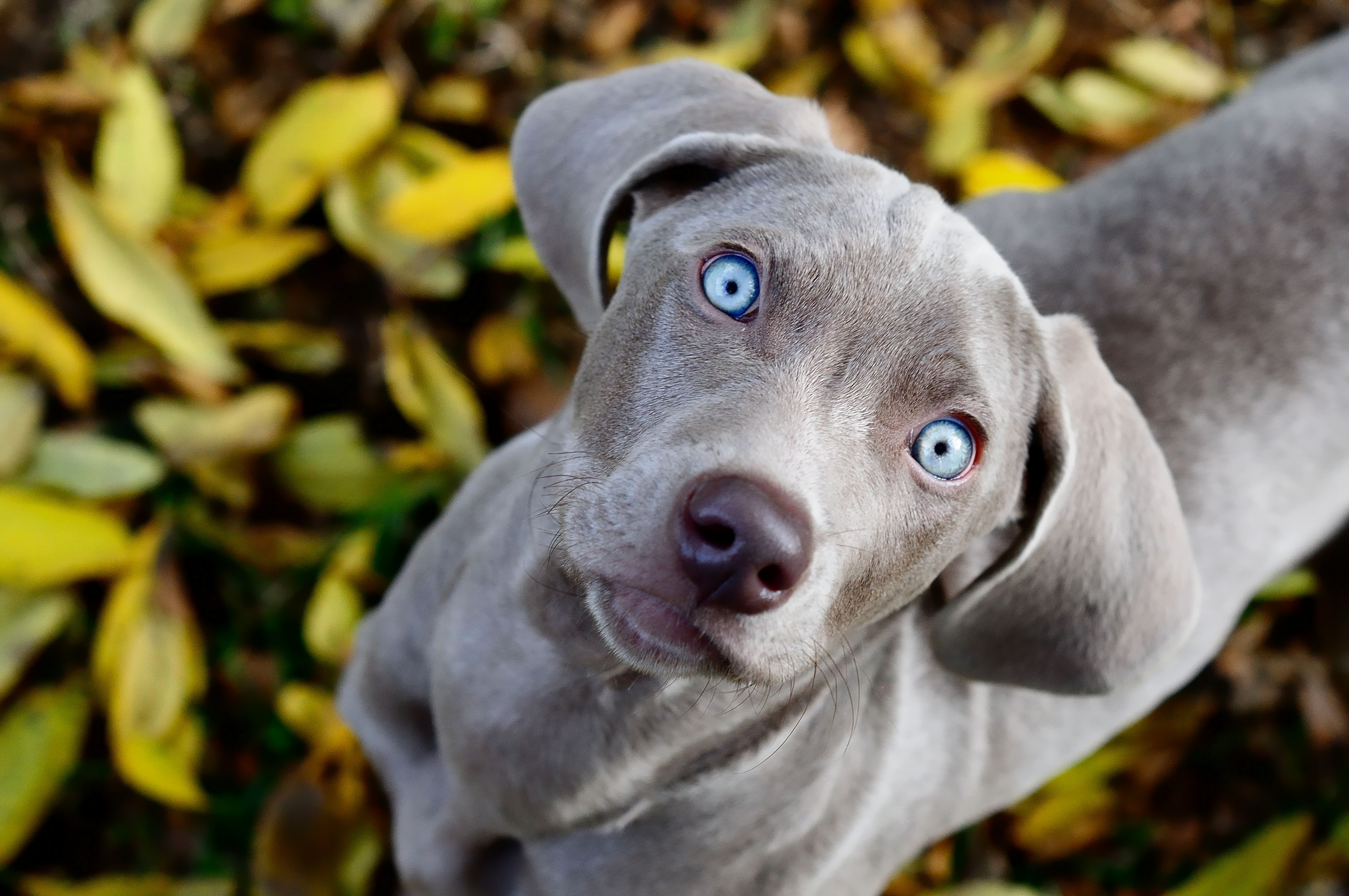 Порода собак с голубыми глазами