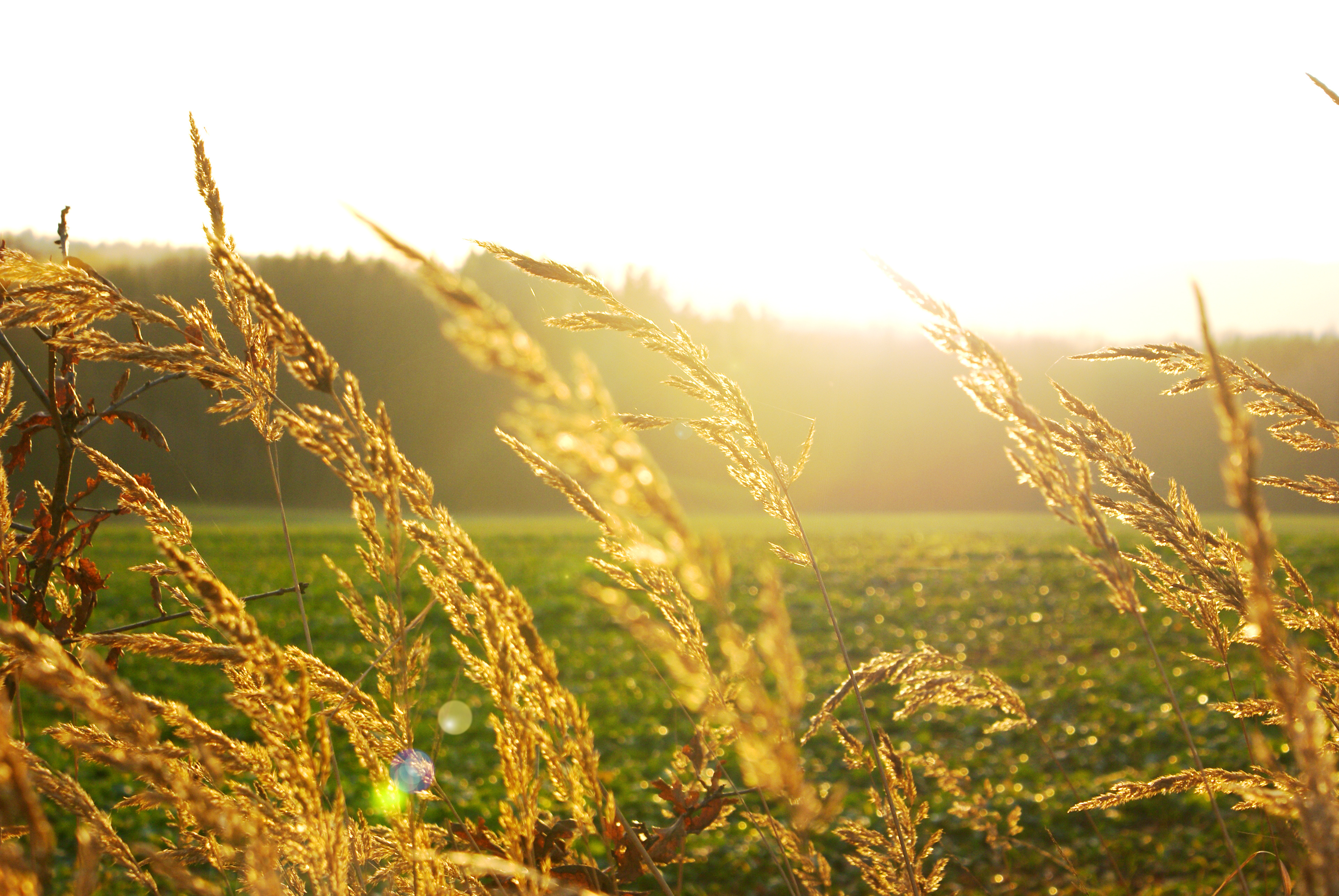 В поле давно уже зеленела посеянная. Август природа. Лето. Колоски лето. Колосья пшеницы.
