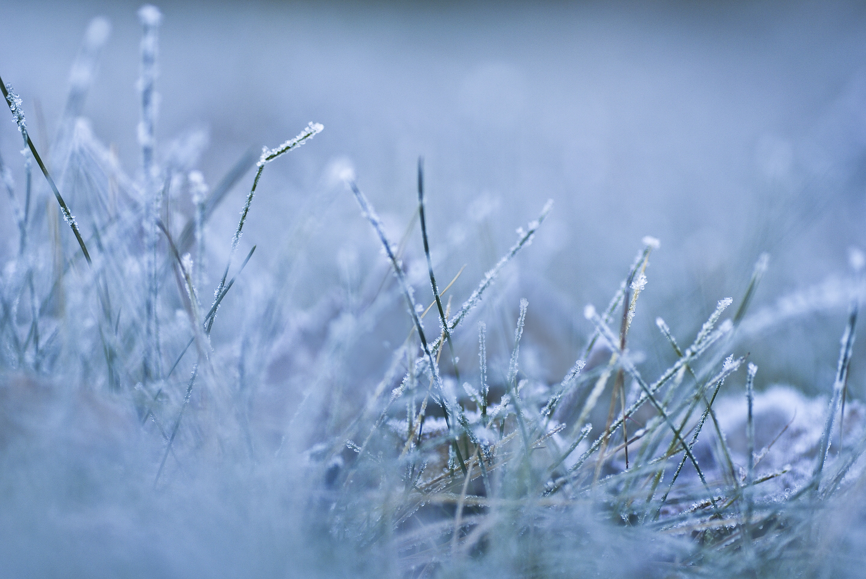 Свежий морозный воздух. Иней на траве. Зимние заморозки. Снег макро. Зимняя свежесть.