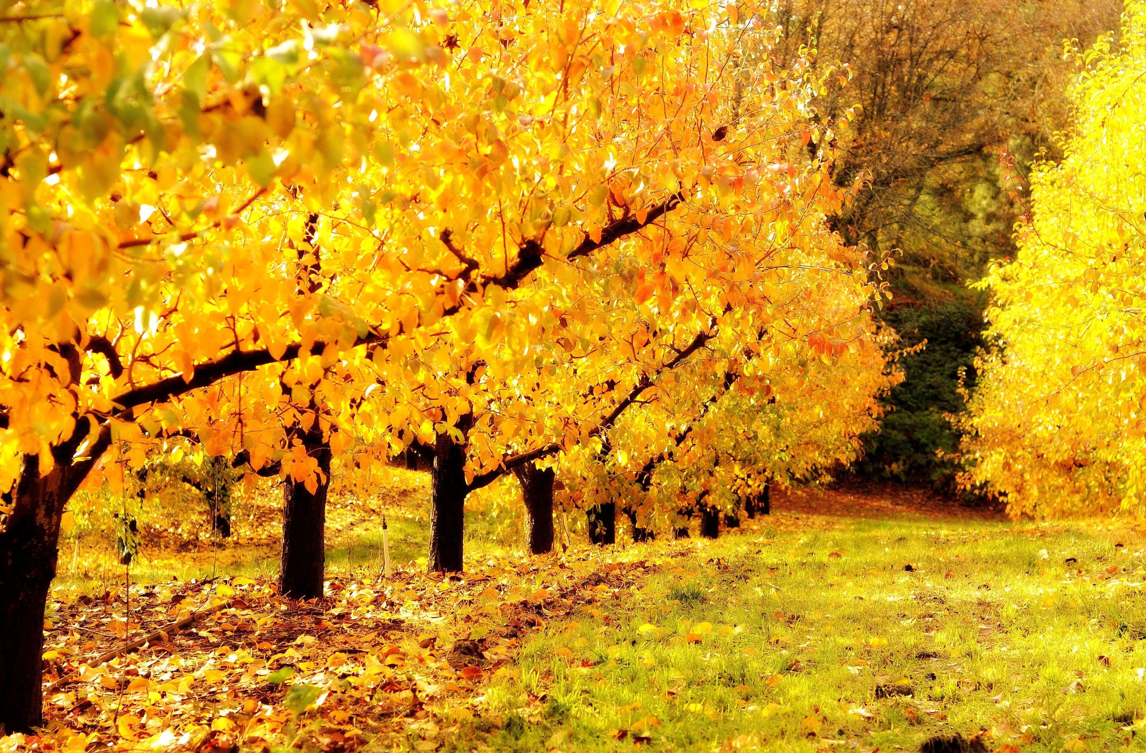 Сайты куз. Золотая осень. Осенний листопад. Золотой. Осень листопад.