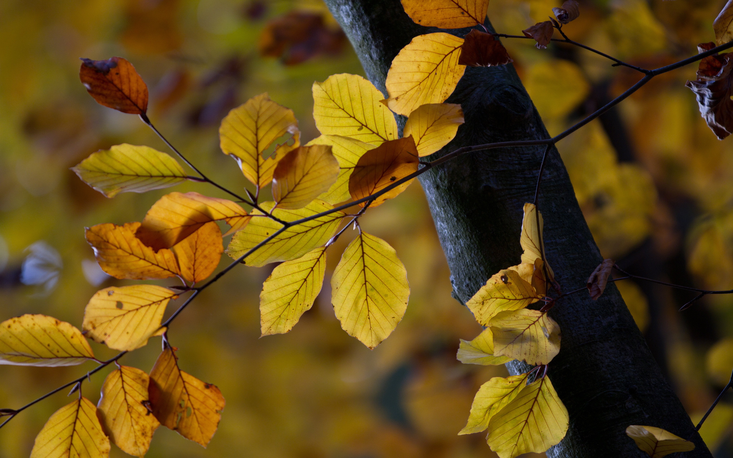 Слова как листья на дереве. Вяз мелколистный осень. Осенний лист вяза. Листья вяза желтеют осенью. Вяз дерево осенью.
