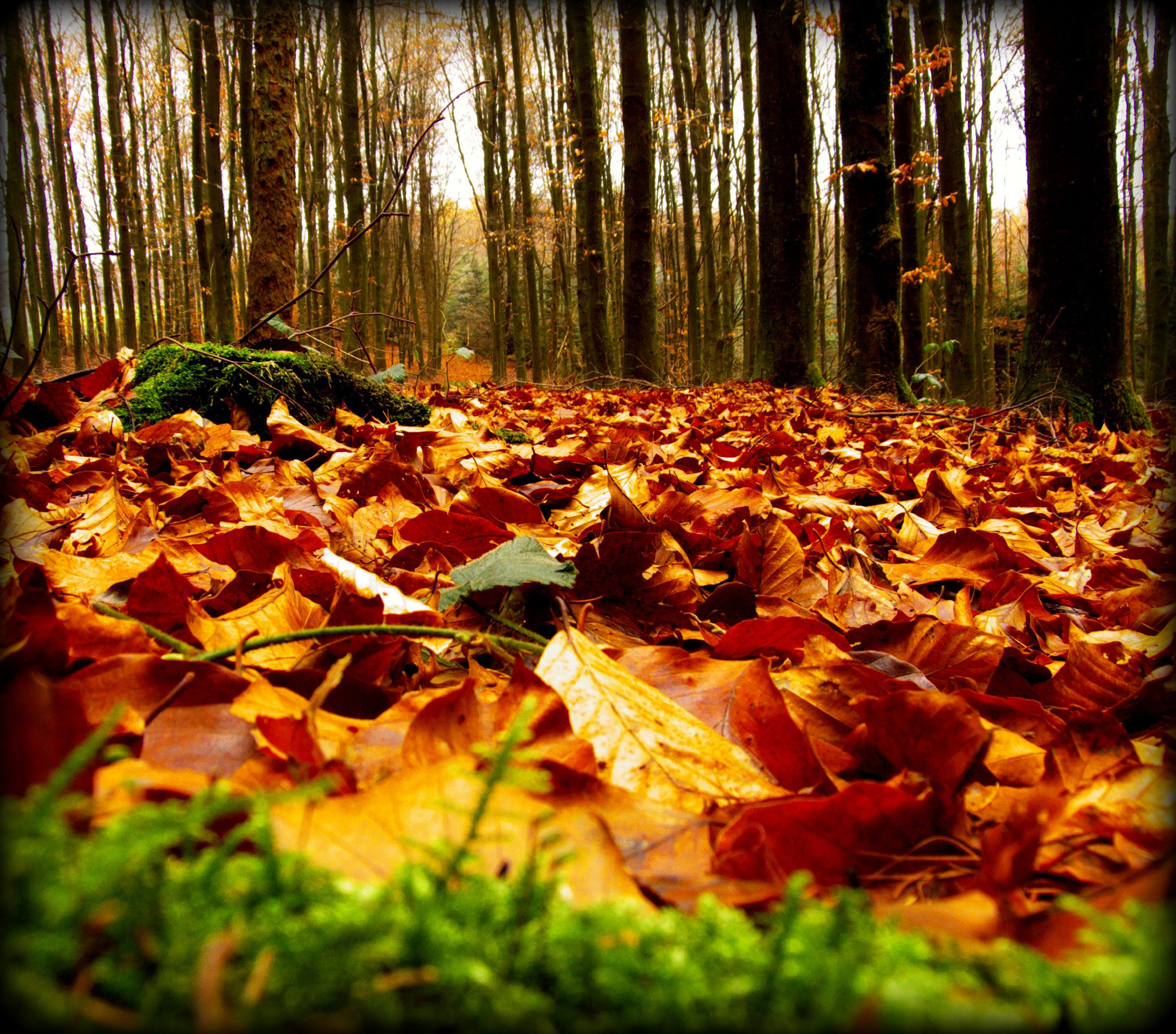 Золотом заполыхала листва место сбора. Осенняя листва. Осенний лес. Опавшая листва. Осень в лесу.