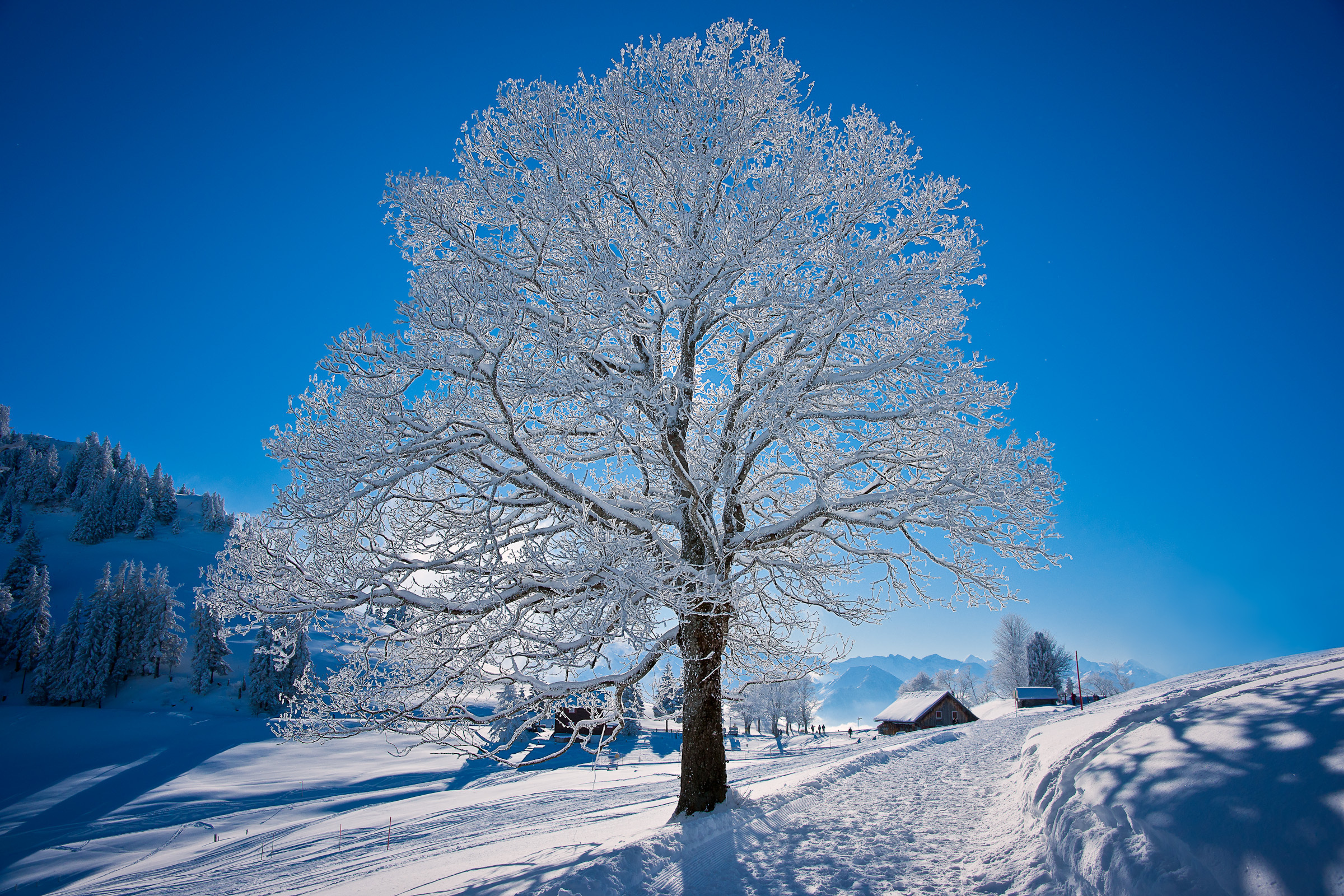 Зима картинки. Зимние деревья. Деревья в снегу. Иней на деревьях. Заснеженные деревья.