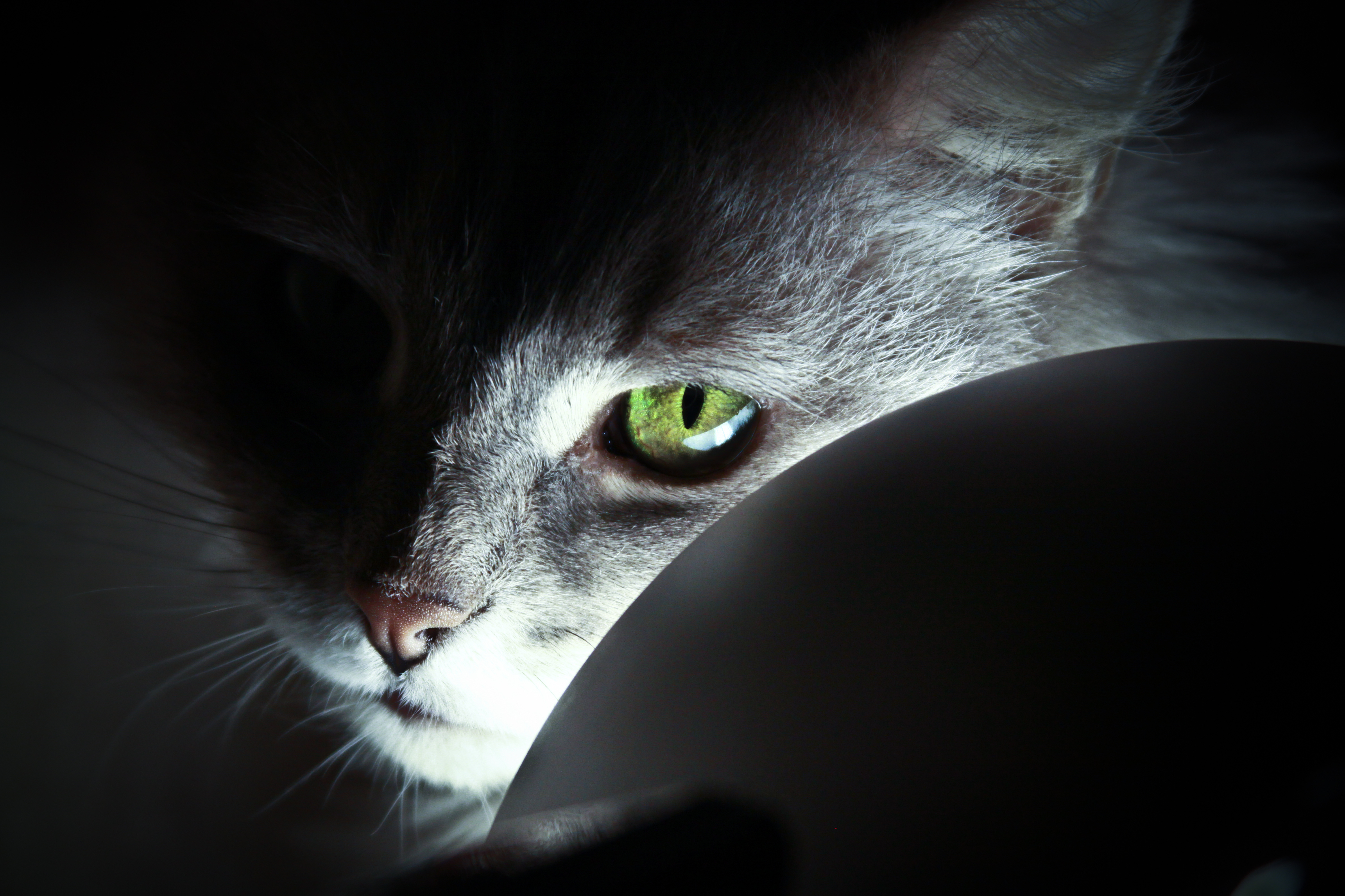 Взгляд как у кошки песня. Глаза кошки. Кошачий глаз. Кот с зелеными глазами. Взгляд кошки.
