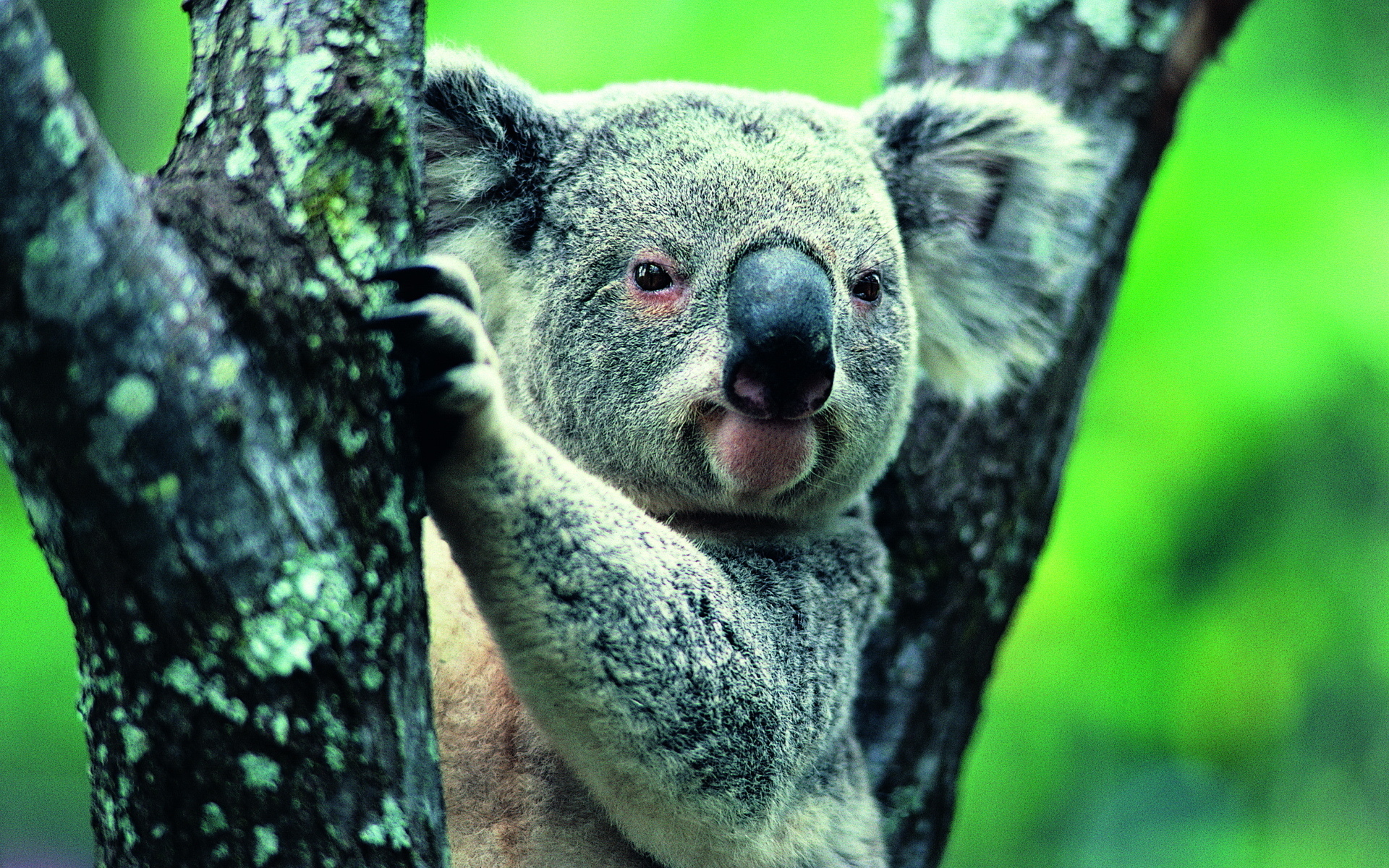 Коала. Сумчатый мишка коала. Австралия фауна коала. Эндемики коала. Коала природе