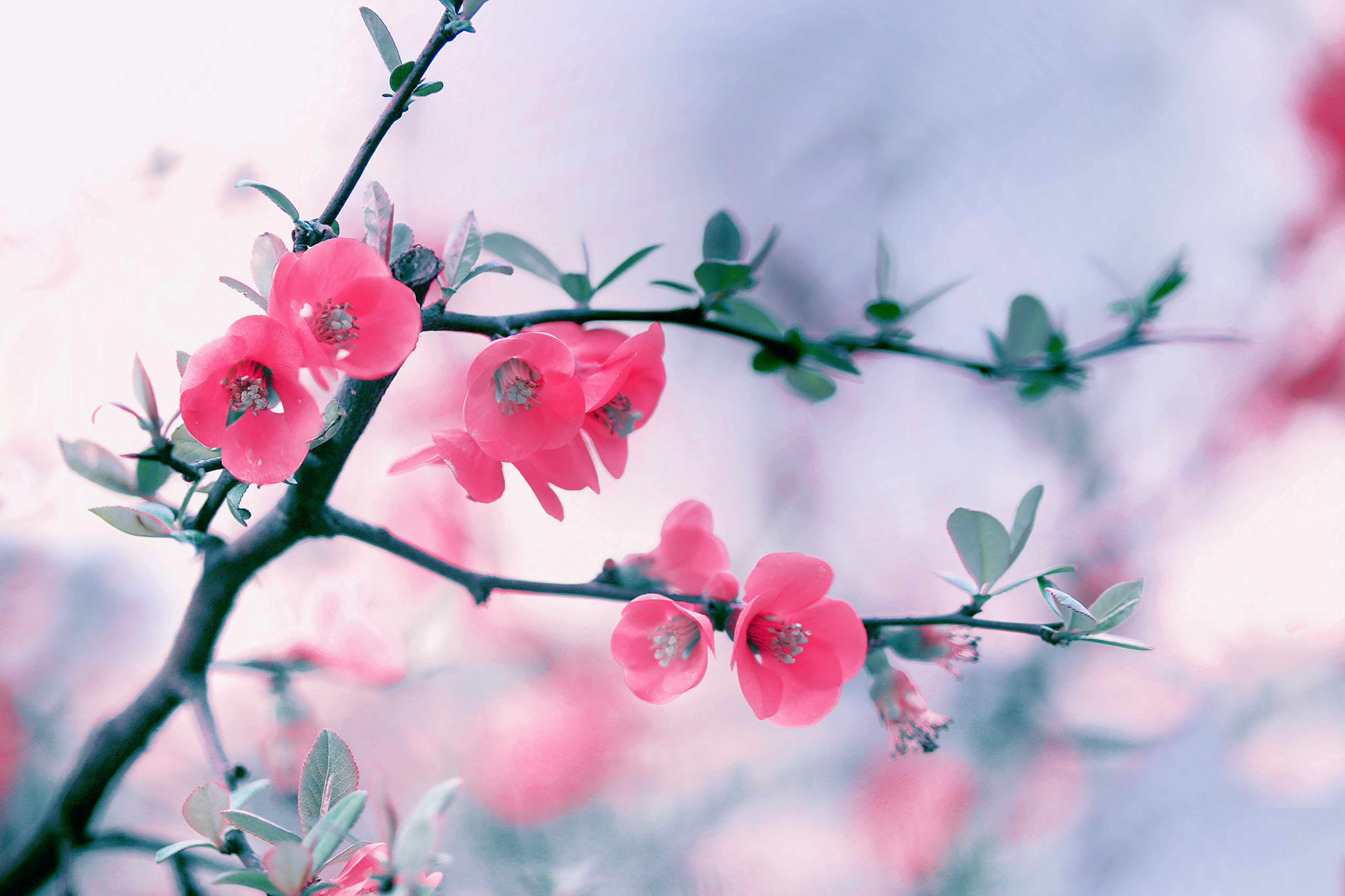Картинки апрель красивые на телефон. Черри блоссом цветок. Черри блоссом цветок Wallpaper. Цветущие ветки. Розовые цветы.