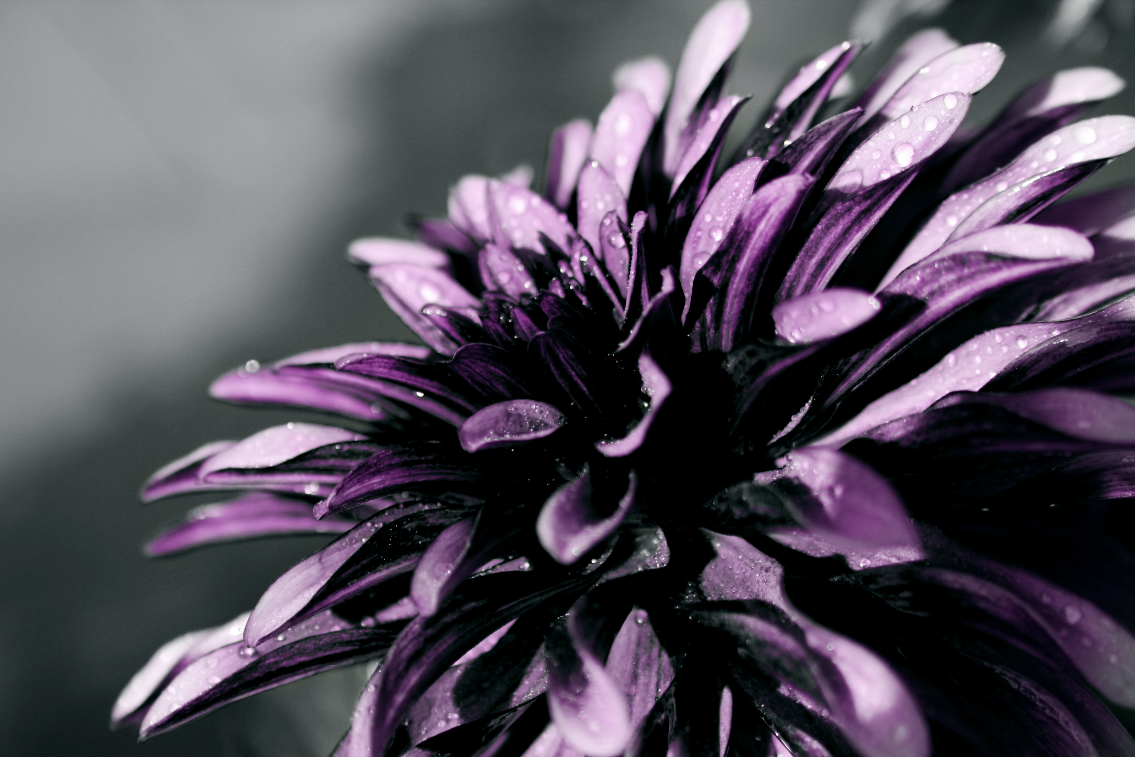 Хризантема темная. Черные хризантемы. Хризантема игольчатая фиолетовая. Хризантемы темные.