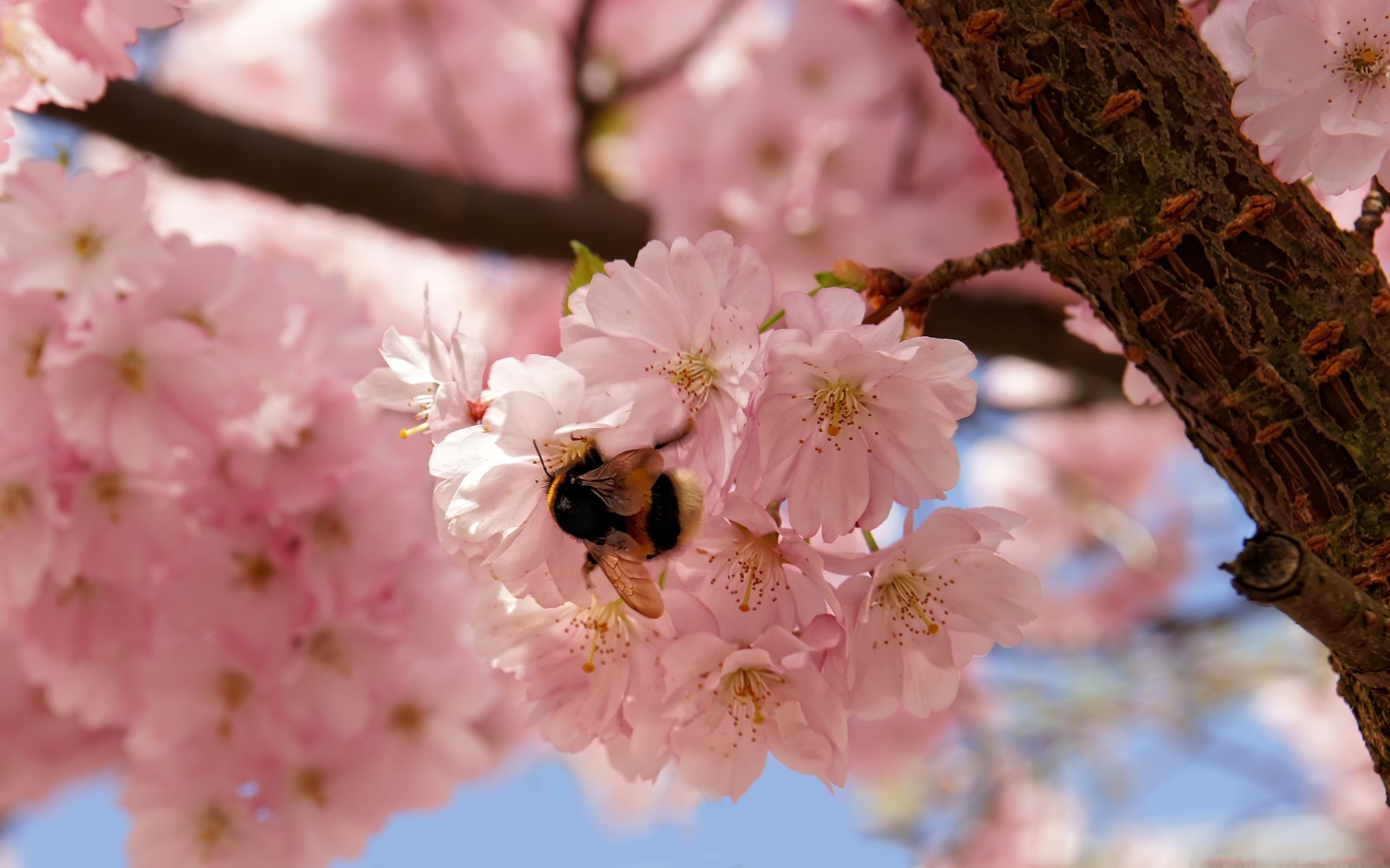 Фото весны на рабочий. Сакура яблоня. Весенние цветы.