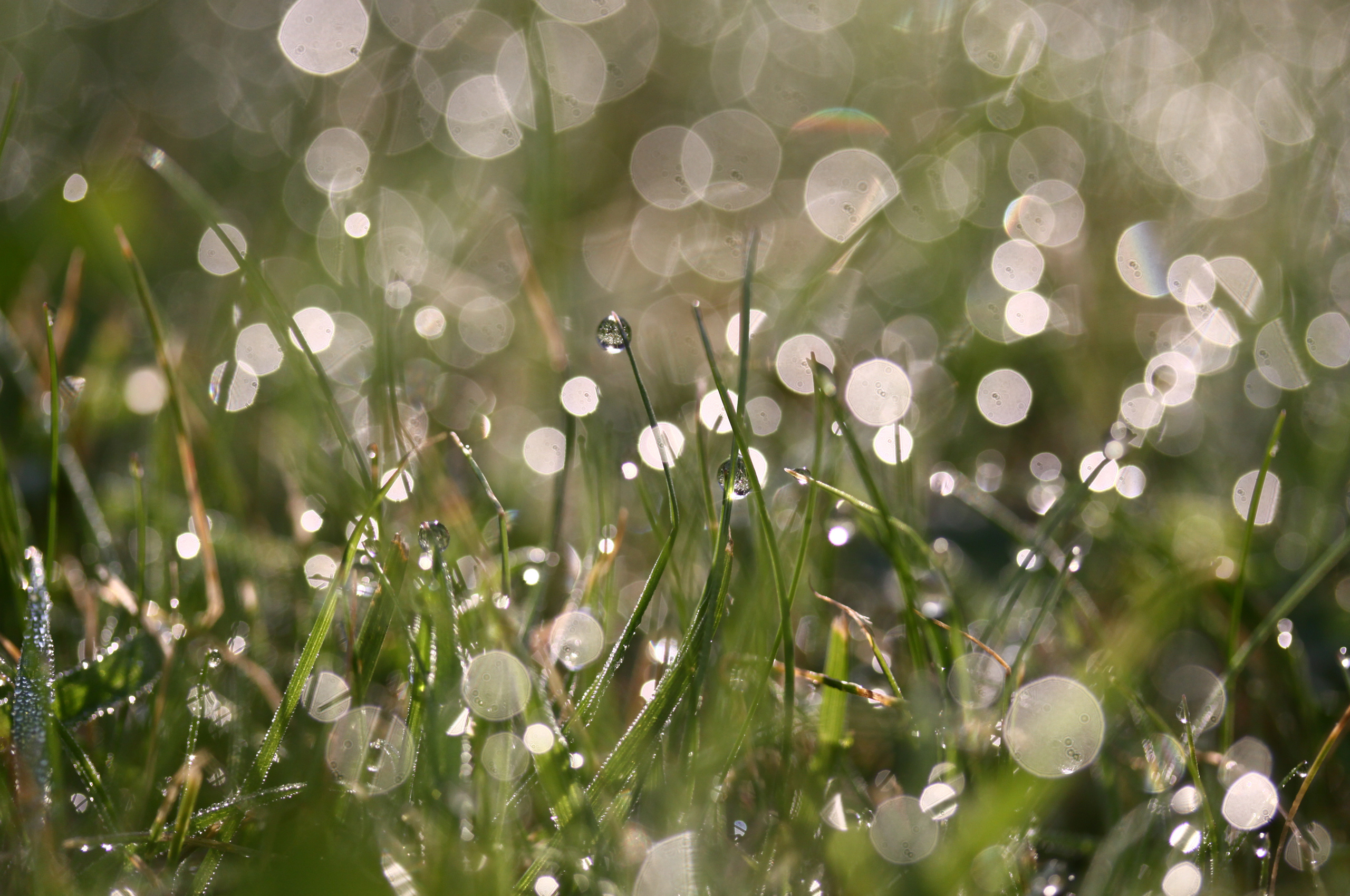 Утренняя роса на траве. Утренняя роса фото. Весенняя капель. Весенний дождик.