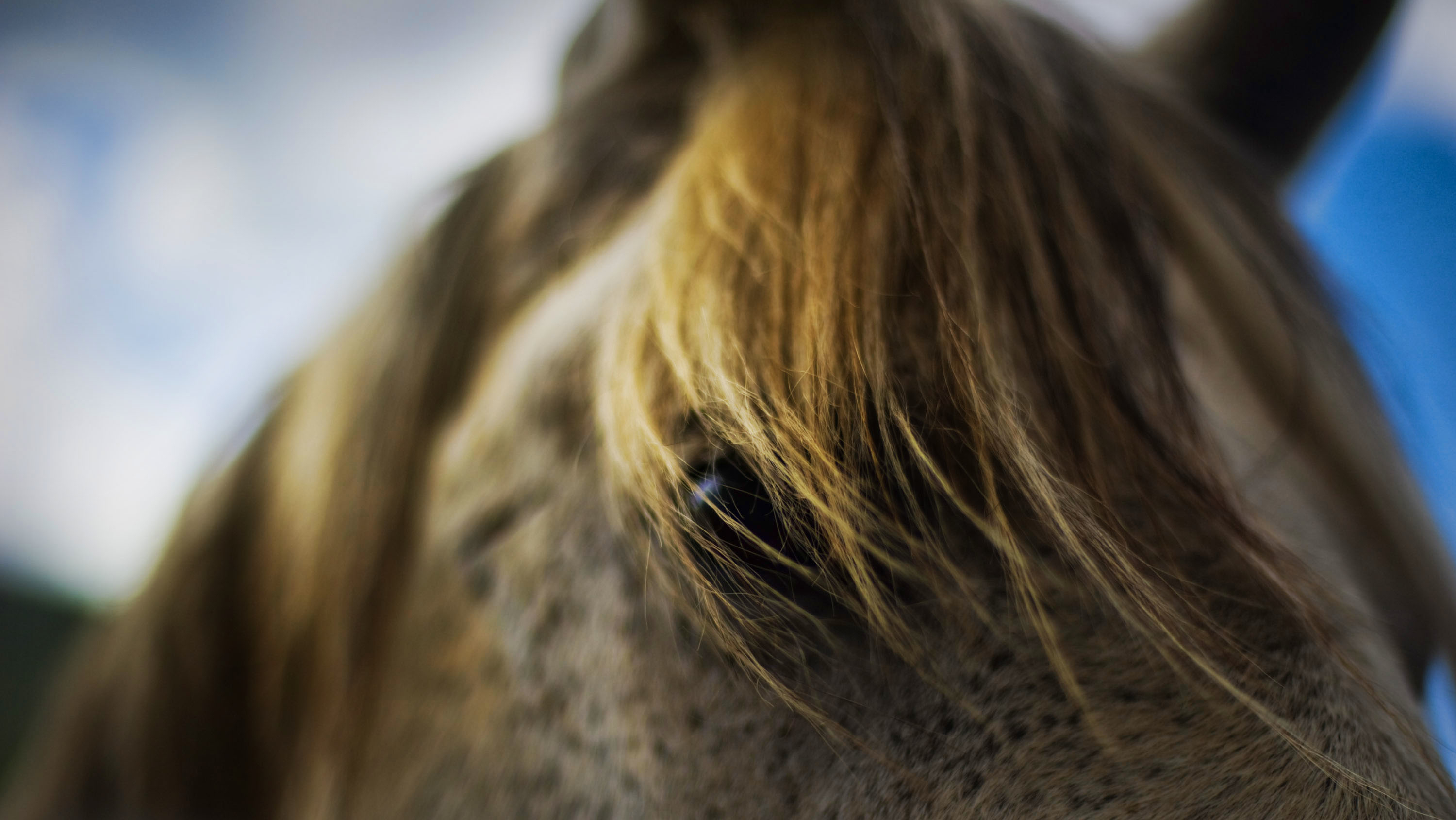 Horse hair