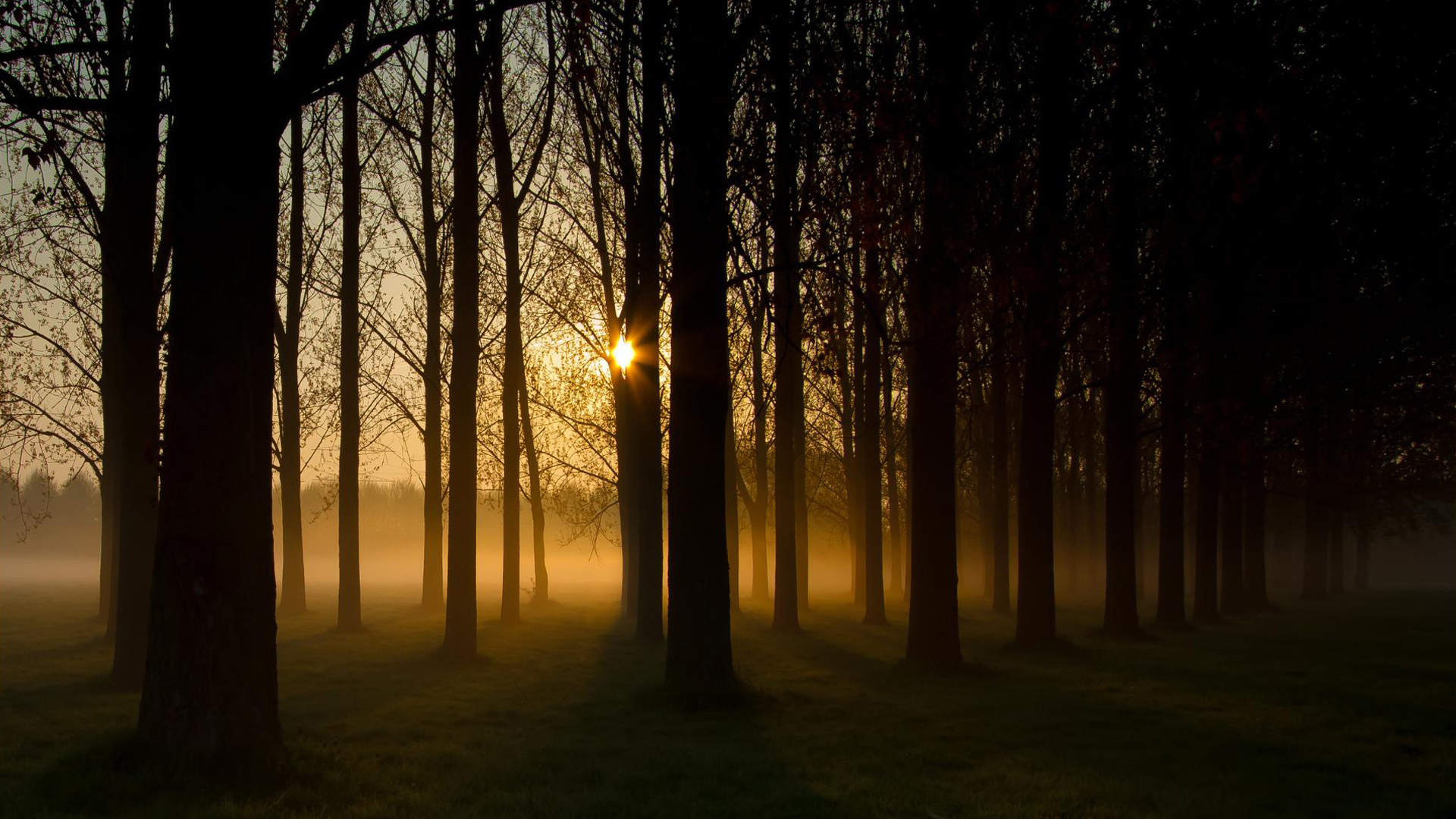 Лес солнце и звезды. Лес утром. Лес в тумане. Лес вечером. Обои лес.