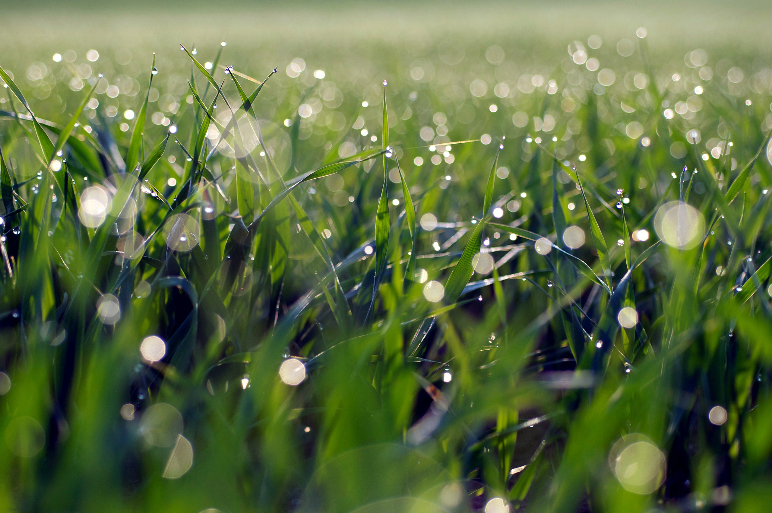Свежесть росы. Роса на траве. Свежесть утра. Трава после дождя.