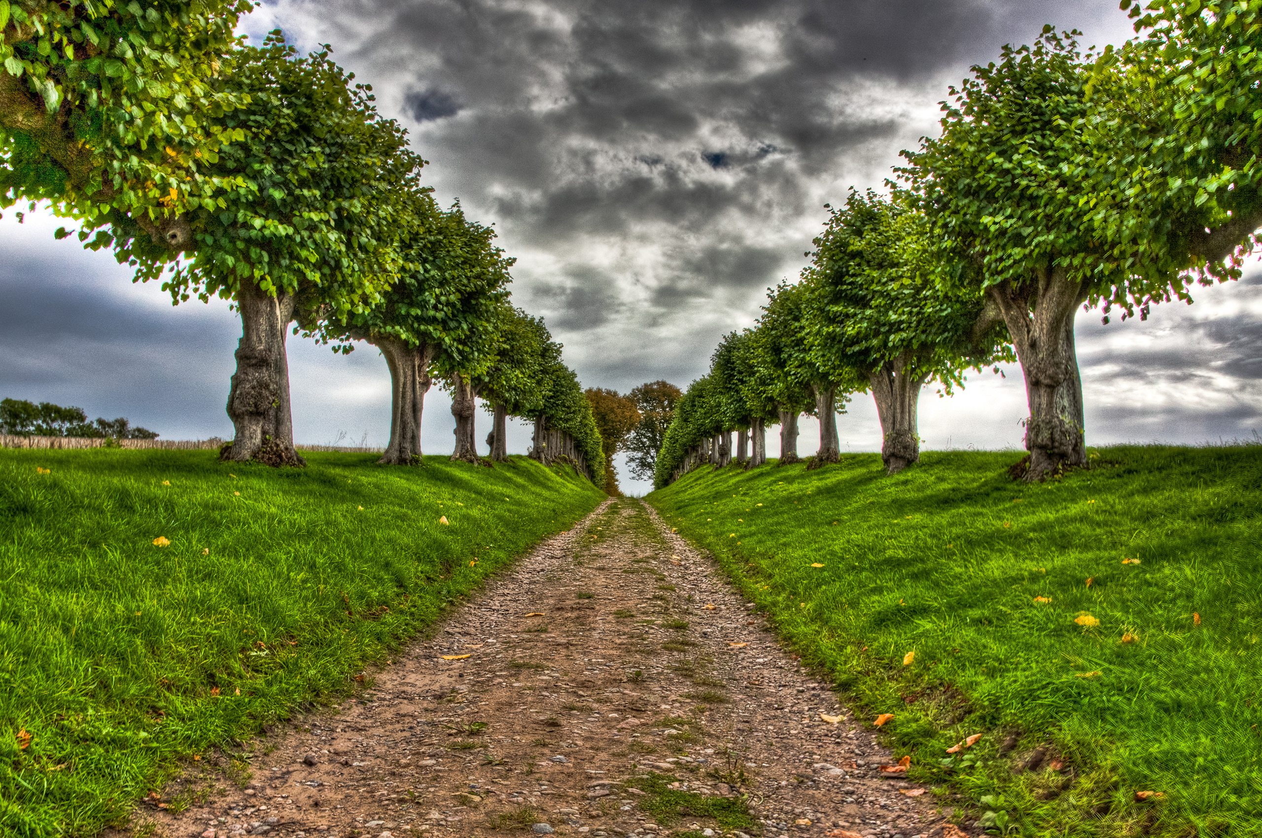 Natural tree. Аллея деревьев. Пейзаж с деревьями. Деревья в перспективе. Красивое дерево.