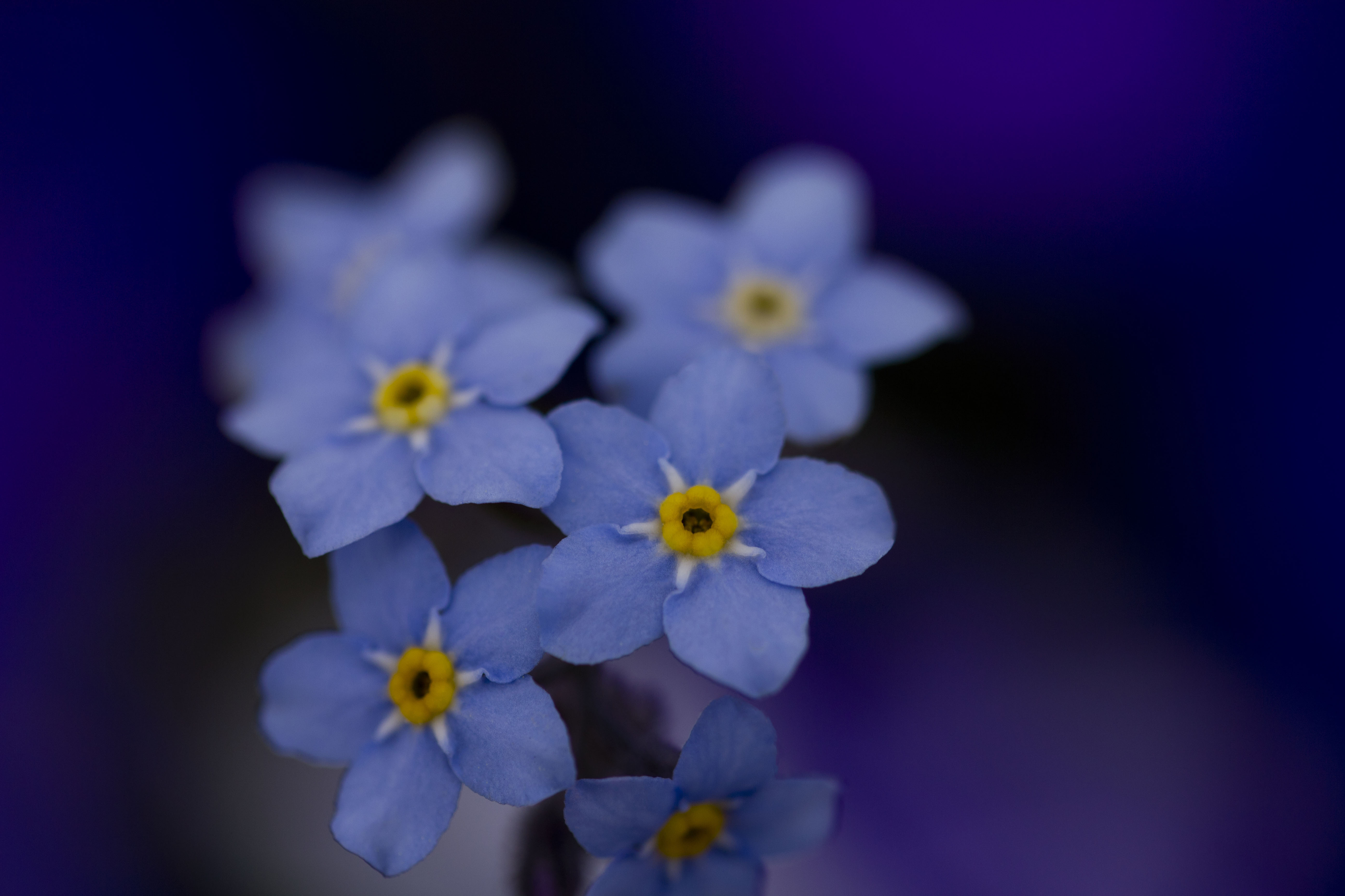 Незабудки 9. Цветы незабудки. Синие цветы. Мелкие синие цветы. Красивые мелкие цветы.