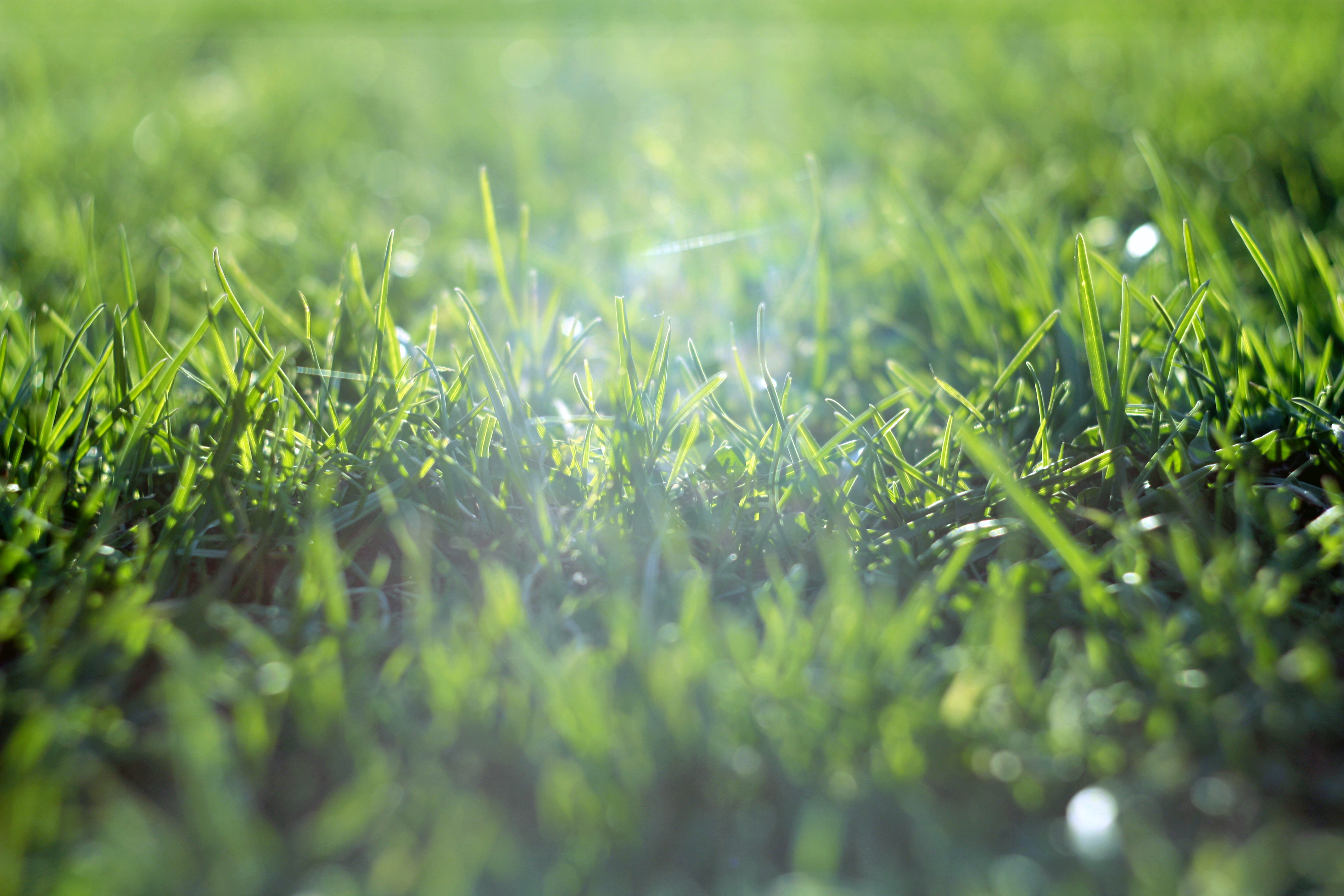 Свежесть земли. Трава. Зеленая трава. Зеленый газон. Лето трава.